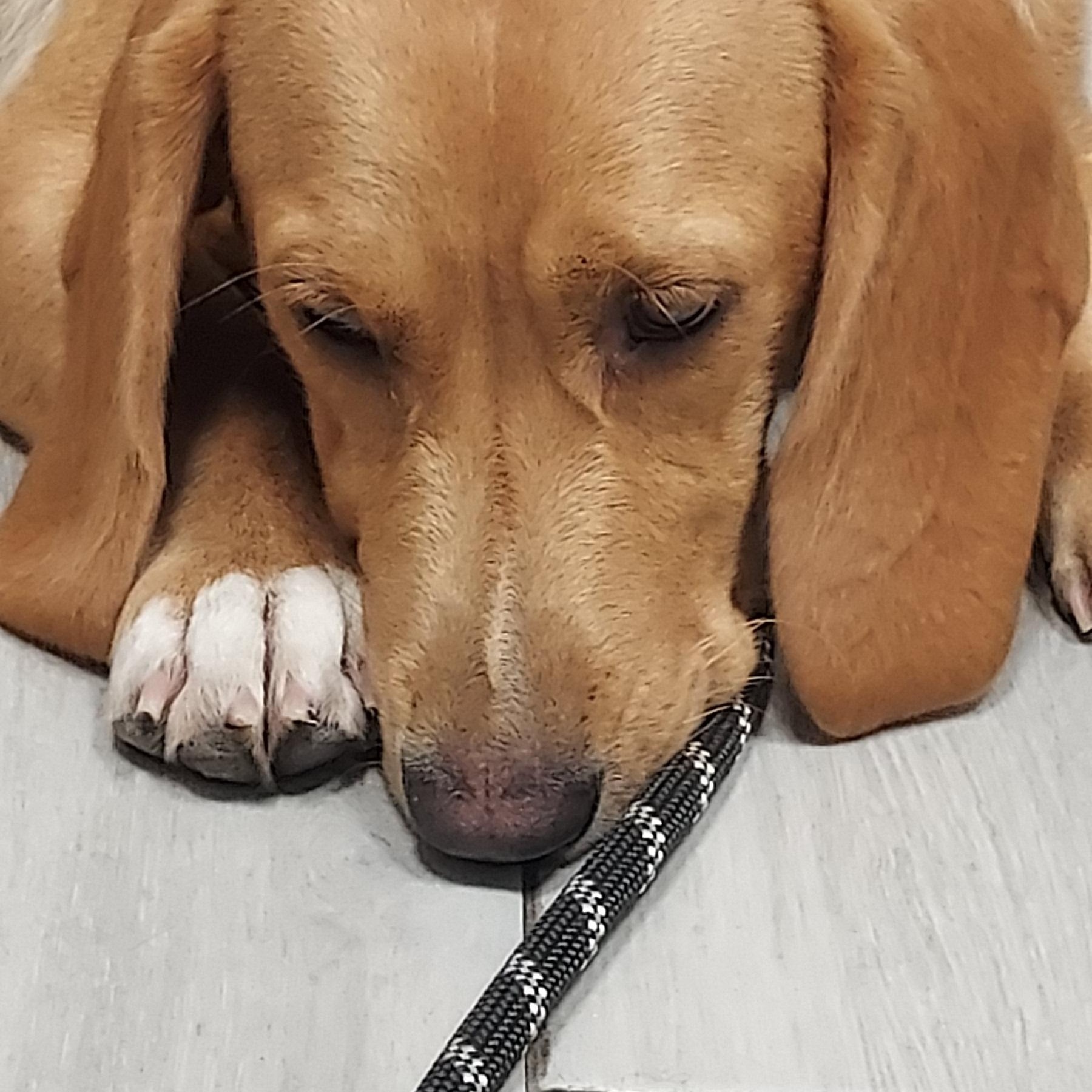 Enlarge Purdey Bonnie, a Adopted mixed breed in Huntley, IL image 2/5