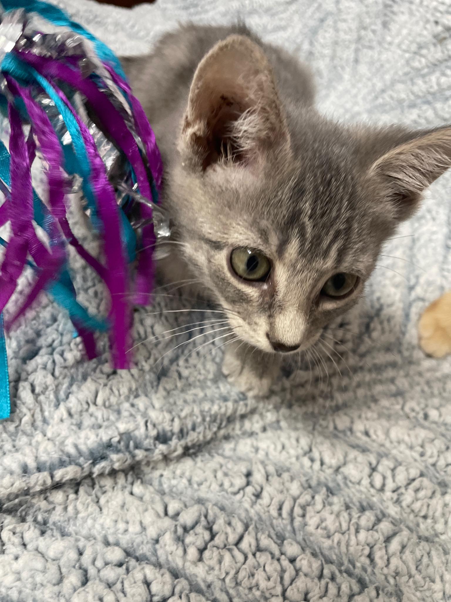 Pumba (Must adopt with littermate), a Adoptable Domestic Short Hair in Neillsville, WI image 4/6