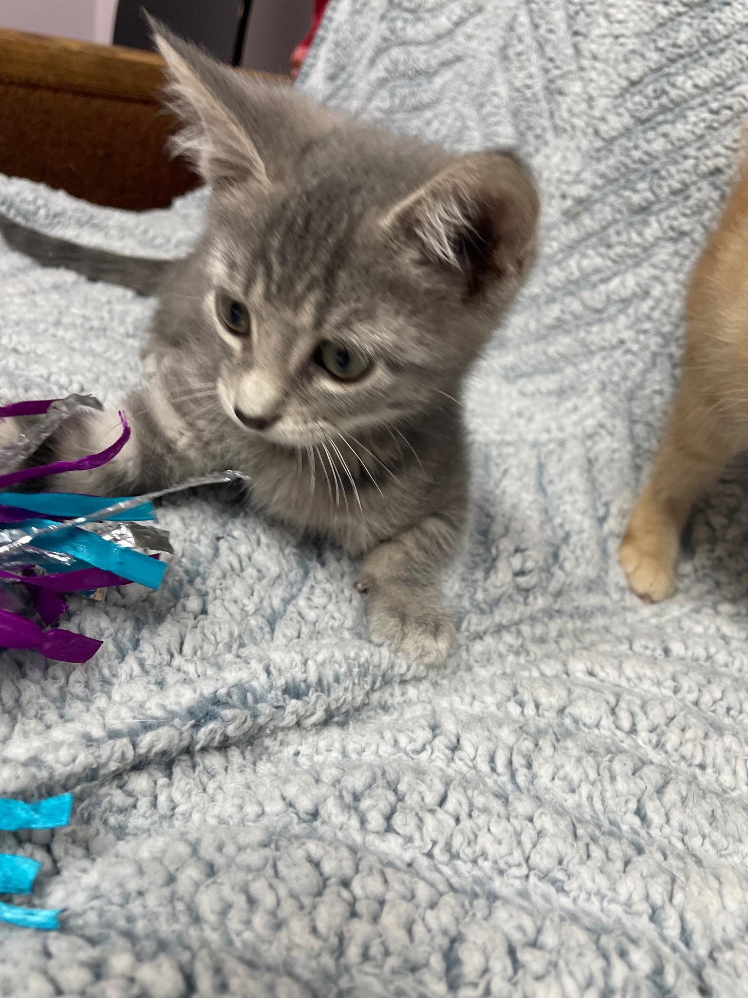 Pumba (Must adopt with littermate), a Adoptable Domestic Short Hair in Neillsville, WI image 6/6