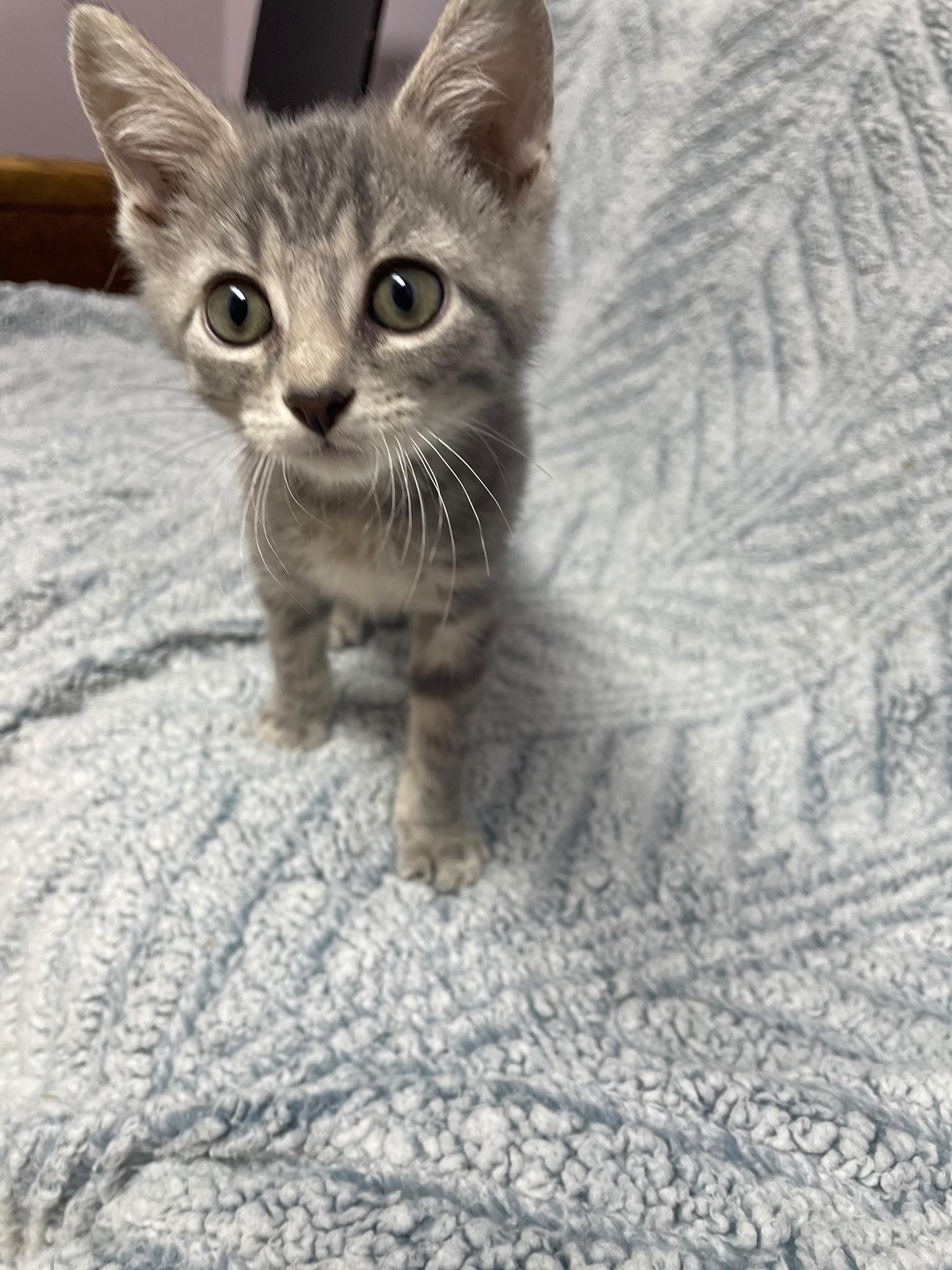 Pumba (Must adopt with littermate), a Adoptable Domestic Short Hair in Neillsville, WI image 1/6