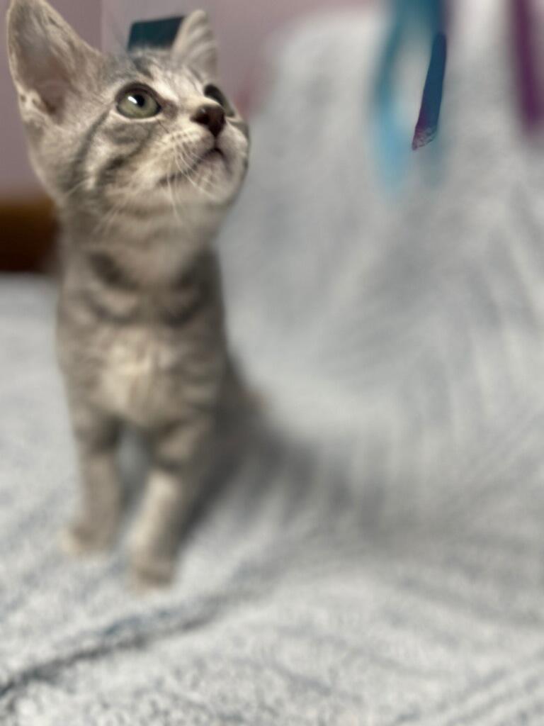 Pumba (Must adopt with littermate), a Adoptable Domestic Short Hair in Neillsville, WI image 3/6