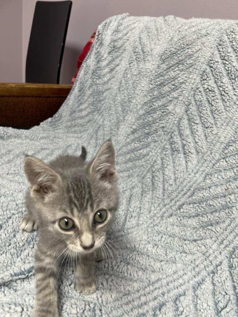 Pumba (Must adopt with littermate), a Adoptable Domestic Short Hair in Neillsville, WI image 2/6