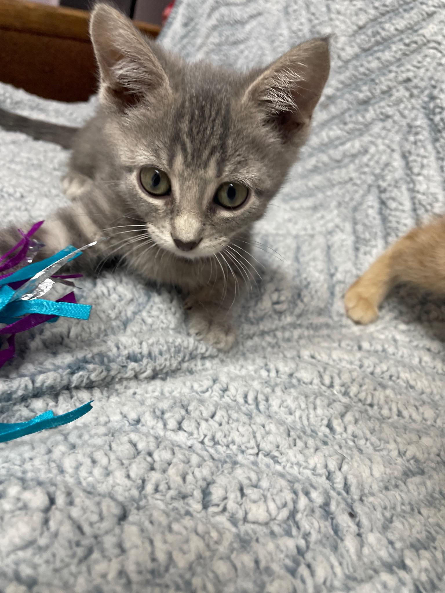 Pumba (Must adopt with littermate), a Adoptable Domestic Short Hair in Neillsville, WI image 5/6