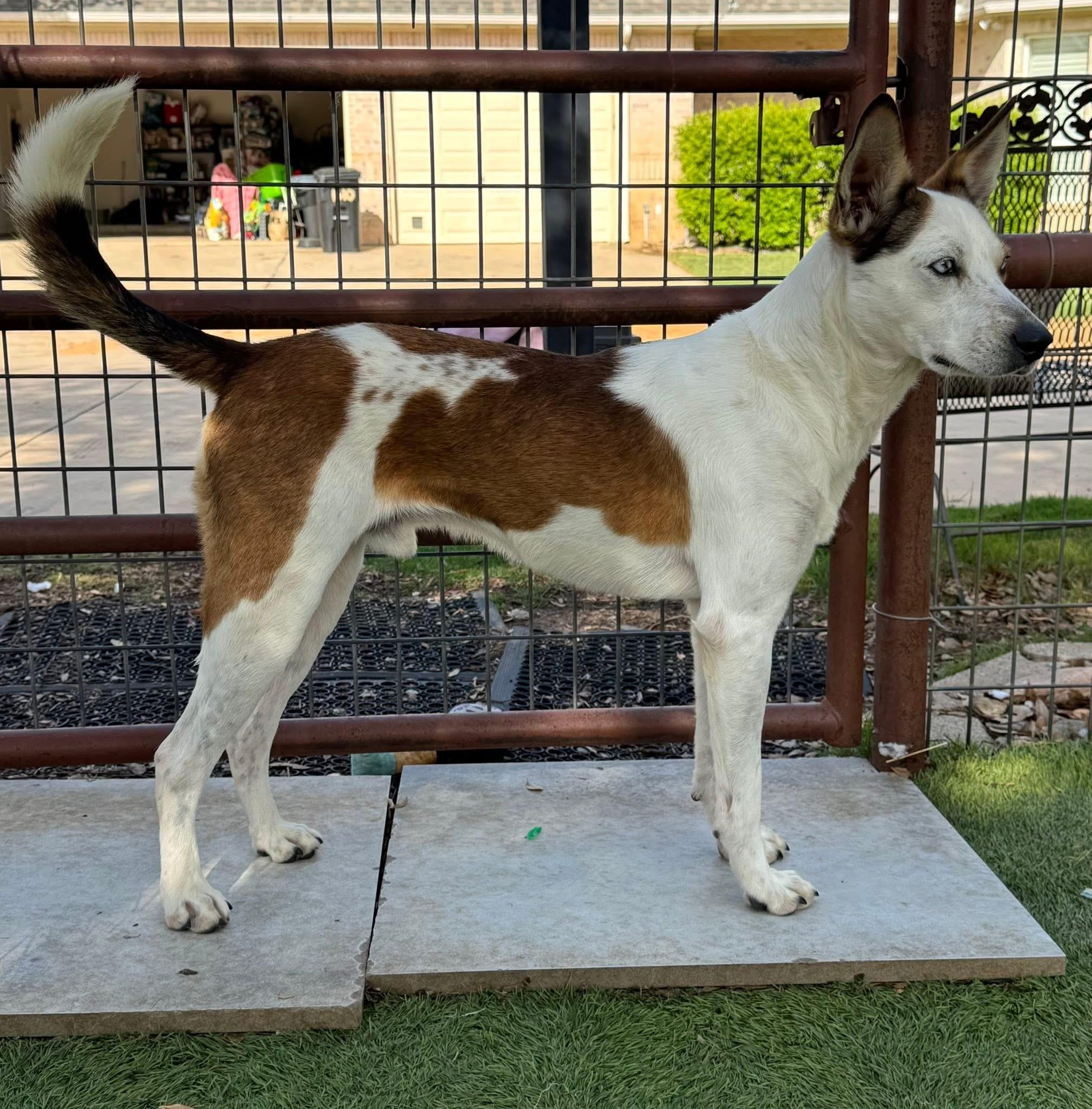 Enlarge Milo, an adopted mixed breed in Keller, TX image 5/5