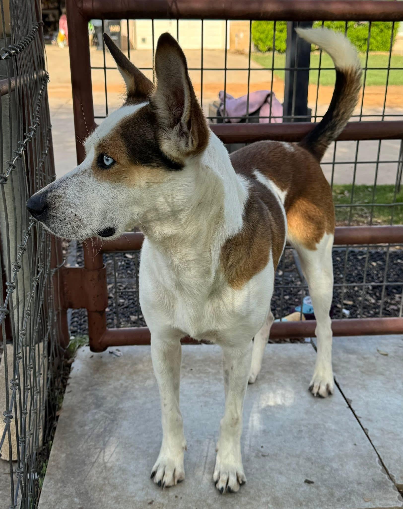 Enlarge Milo, an adopted mixed breed in Keller, TX image 4/5