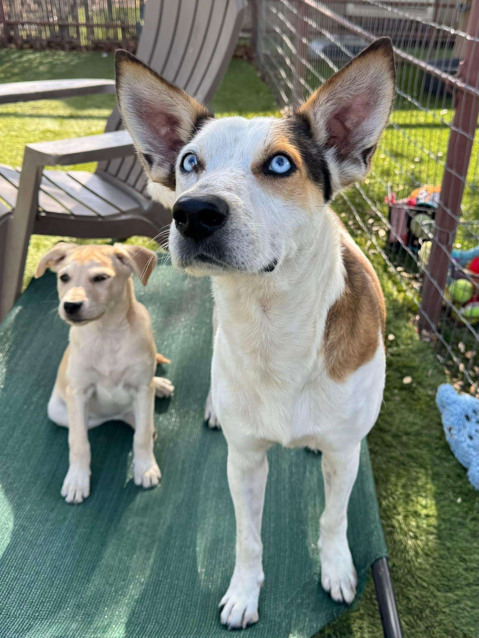 Enlarge Milo, an adopted mixed breed in Keller, TX image 2/5