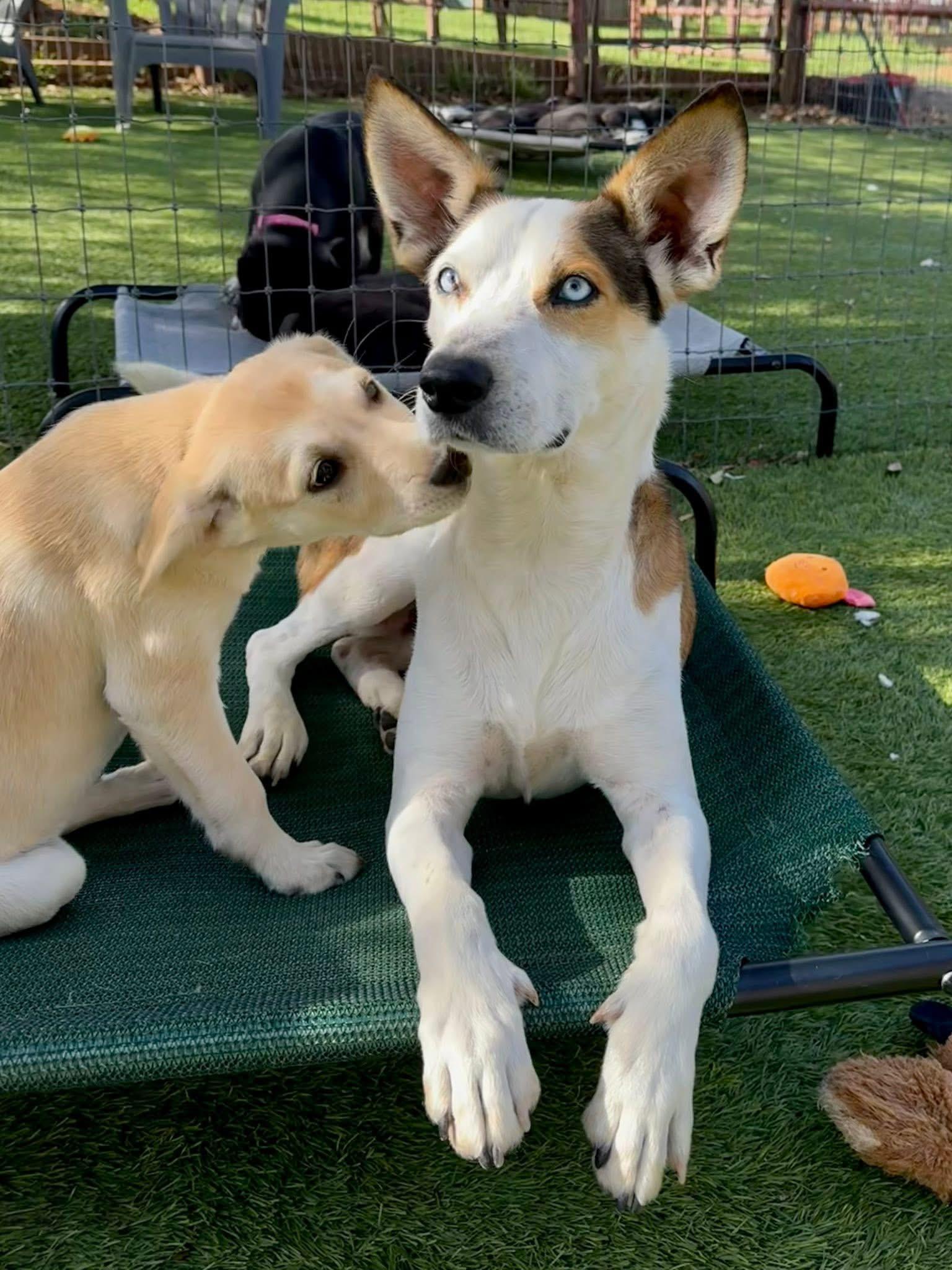 Enlarge Milo, an adopted mixed breed in Keller, TX image 3/5