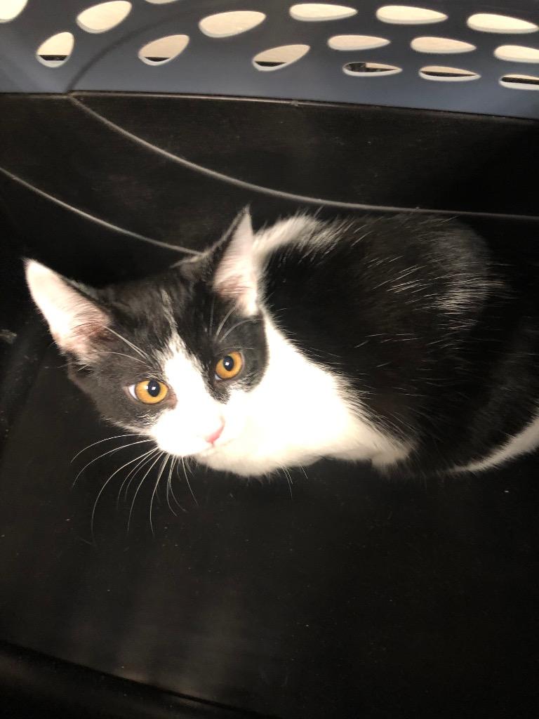Mistletoe, Adoptable, Kitten Female Domestic Short Hair.