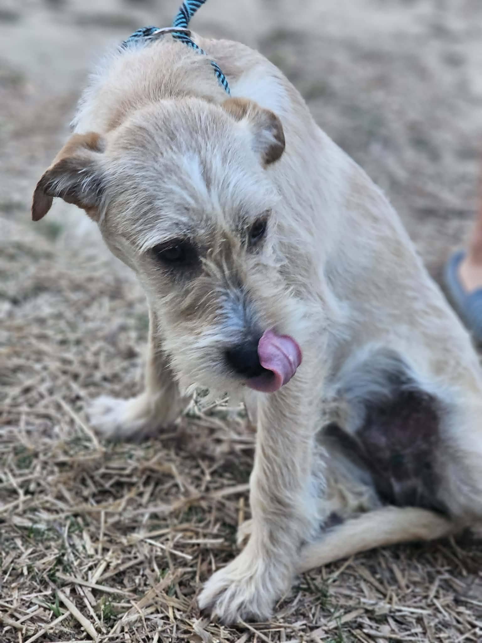 Enlarge Cheerio, an adopted Terrier in Fort Payne, AL image 2/6