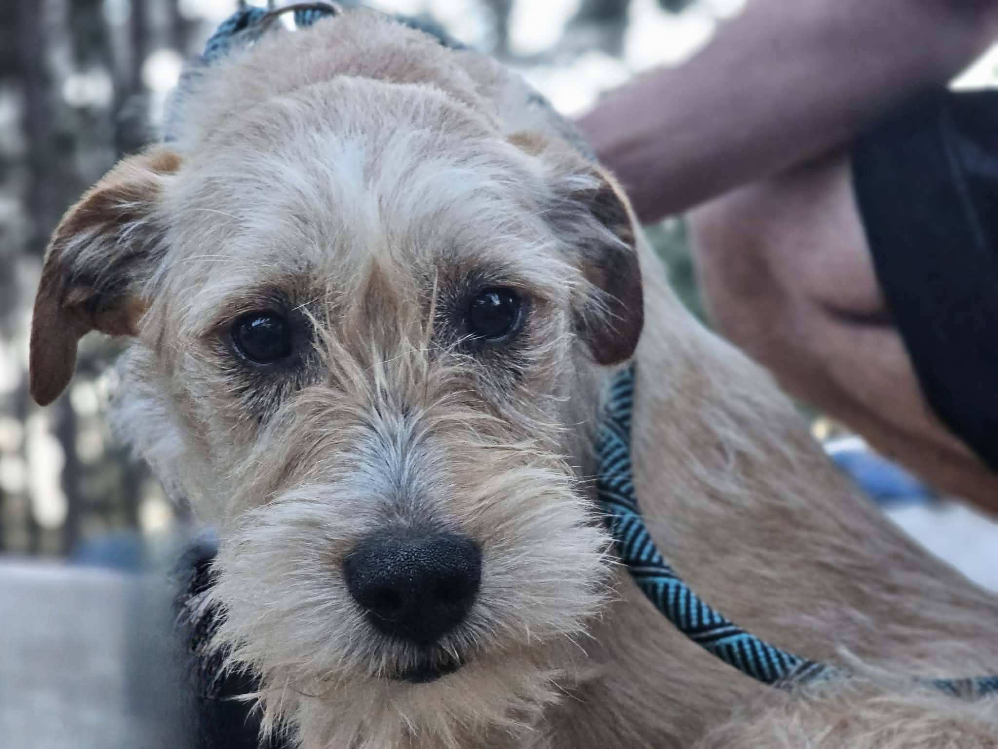 Enlarge Cheerio, an adopted Terrier in Fort Payne, AL image 6/6