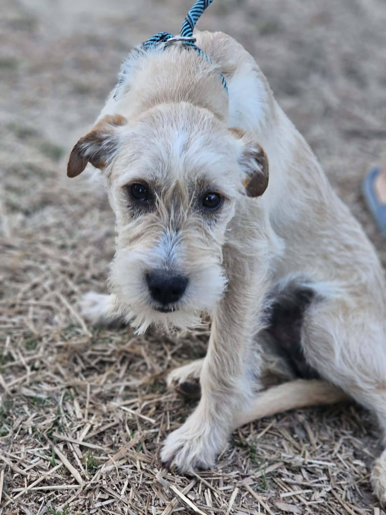 Cheerio, adopted, Young Male Terrier.