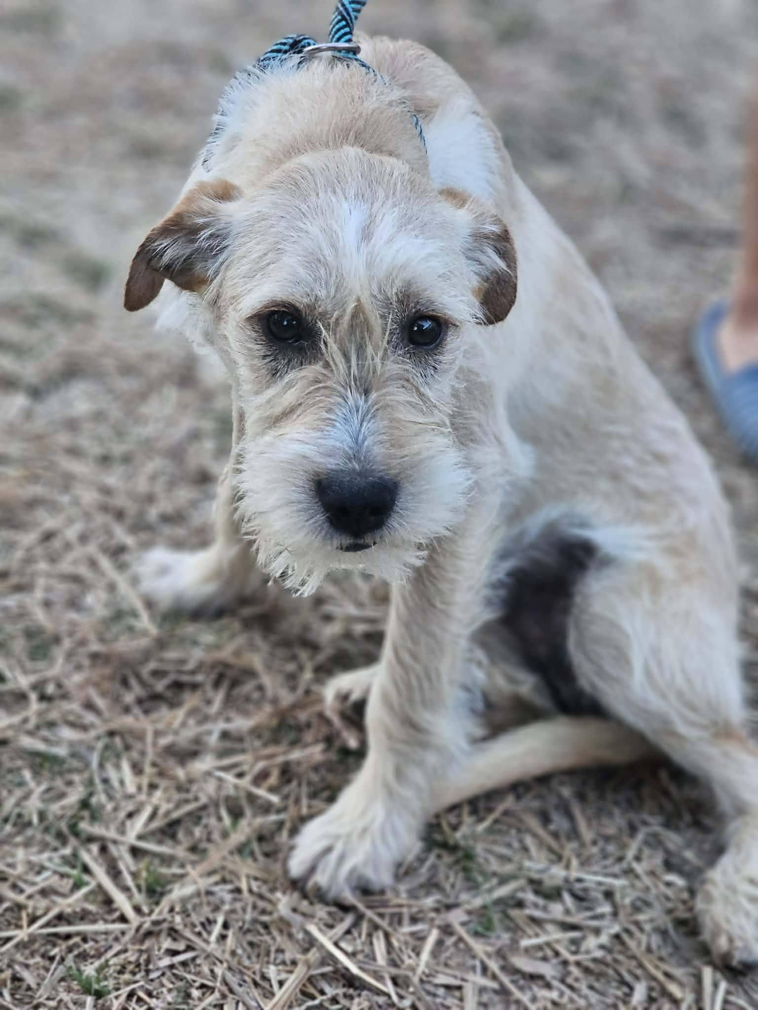 Enlarge Cheerio, an adopted Terrier in Fort Payne, AL image 5/6