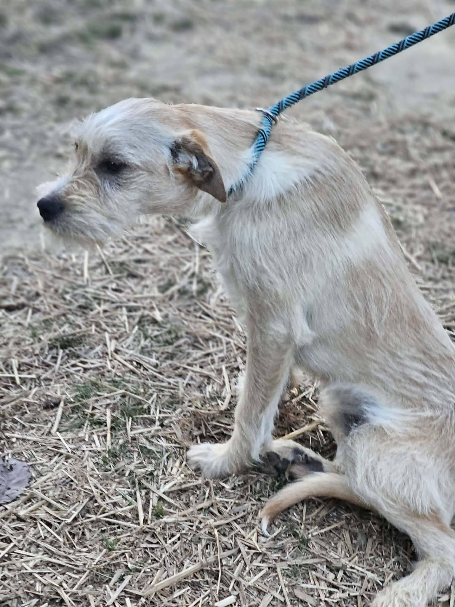 Enlarge Cheerio, an adopted Terrier in Fort Payne, AL image 3/6