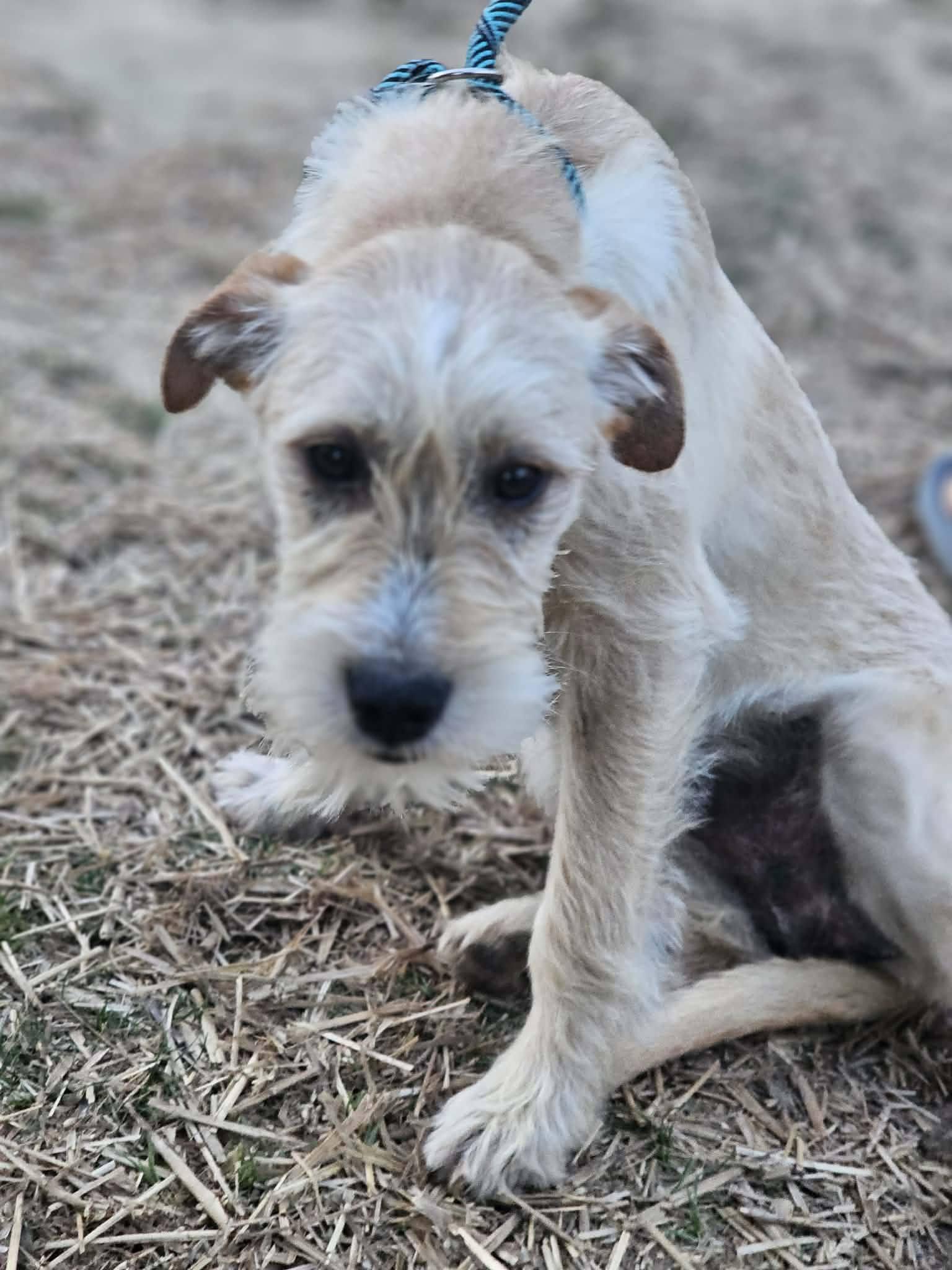 Enlarge Cheerio, an adopted Terrier in Fort Payne, AL image 4/6