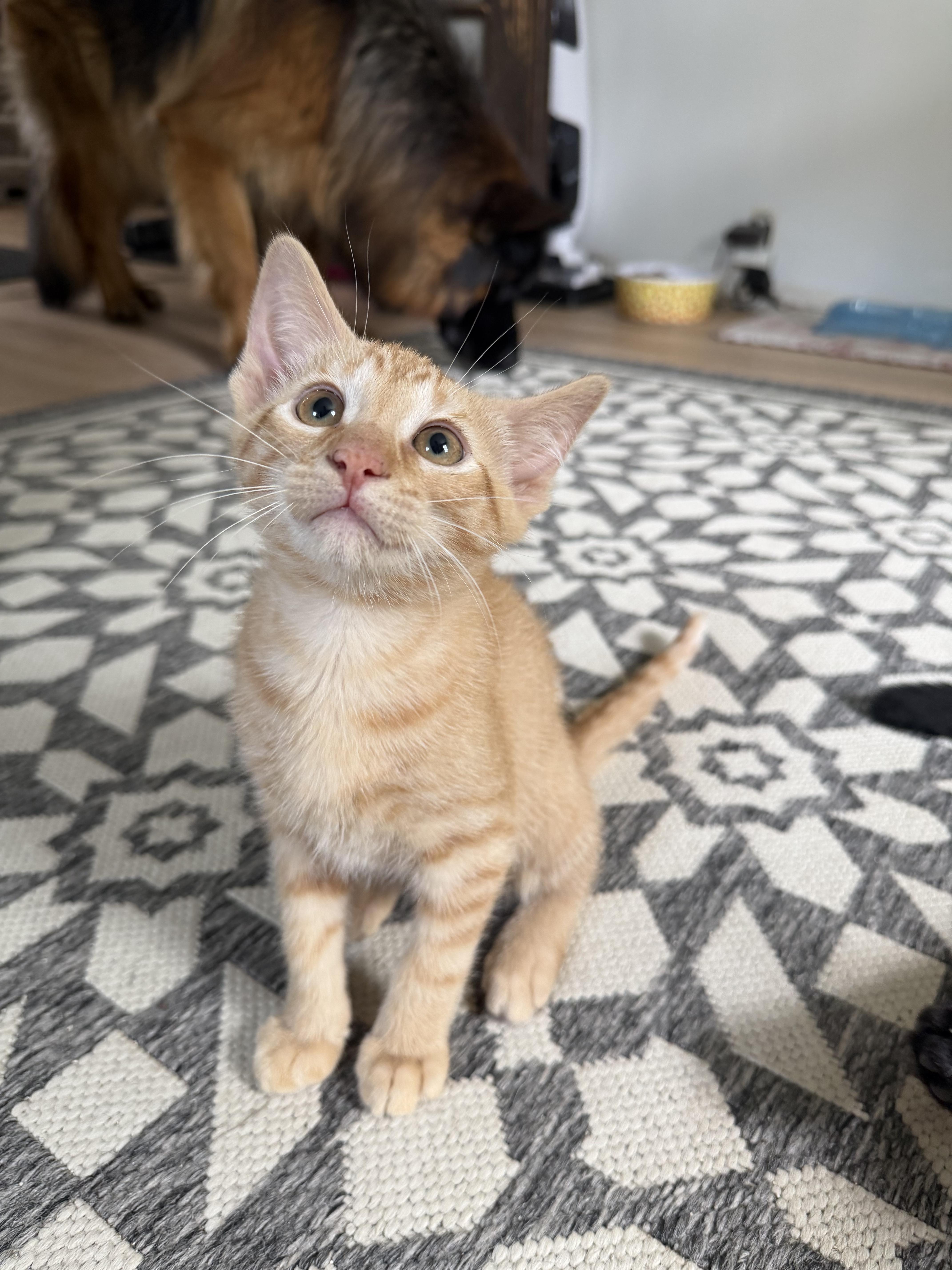 Pumpkin, a Adoptable Domestic Short Hair in Farmington, MN image 3/4