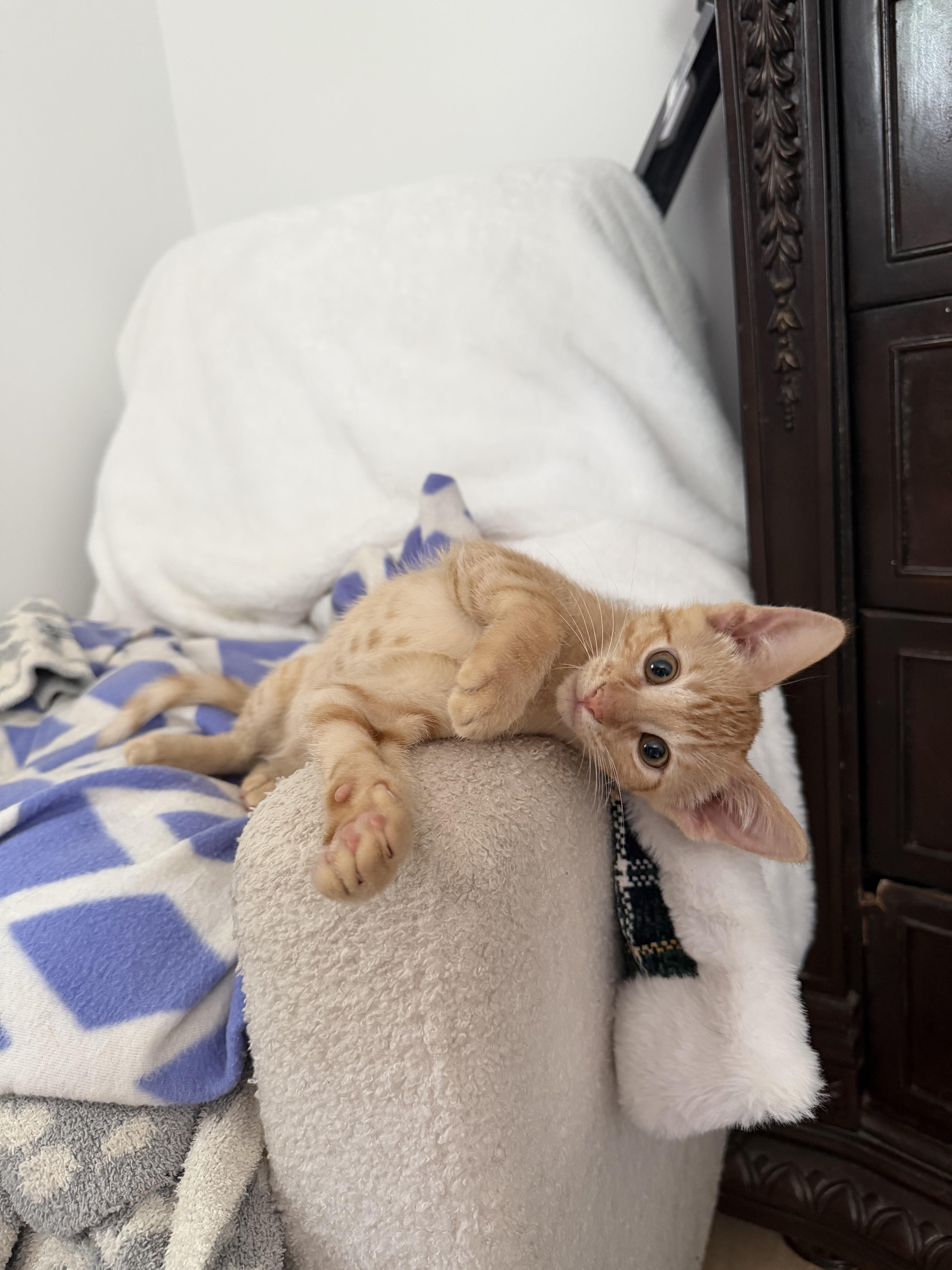 Pumpkin, a Adoptable Domestic Short Hair in Farmington, MN image 2/4
