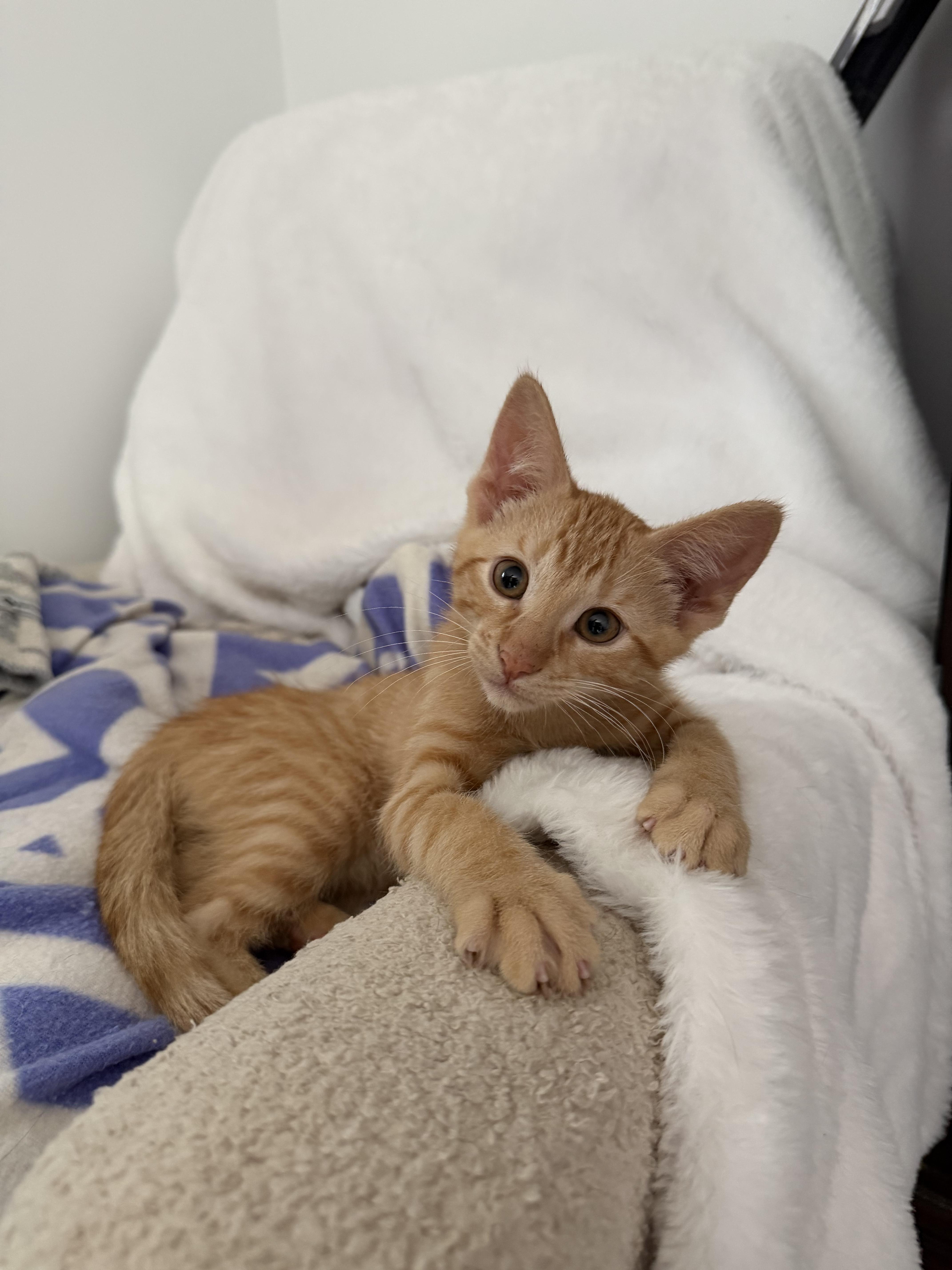 Pumpkin, Adoptable, Kitten Male Domestic Short Hair.