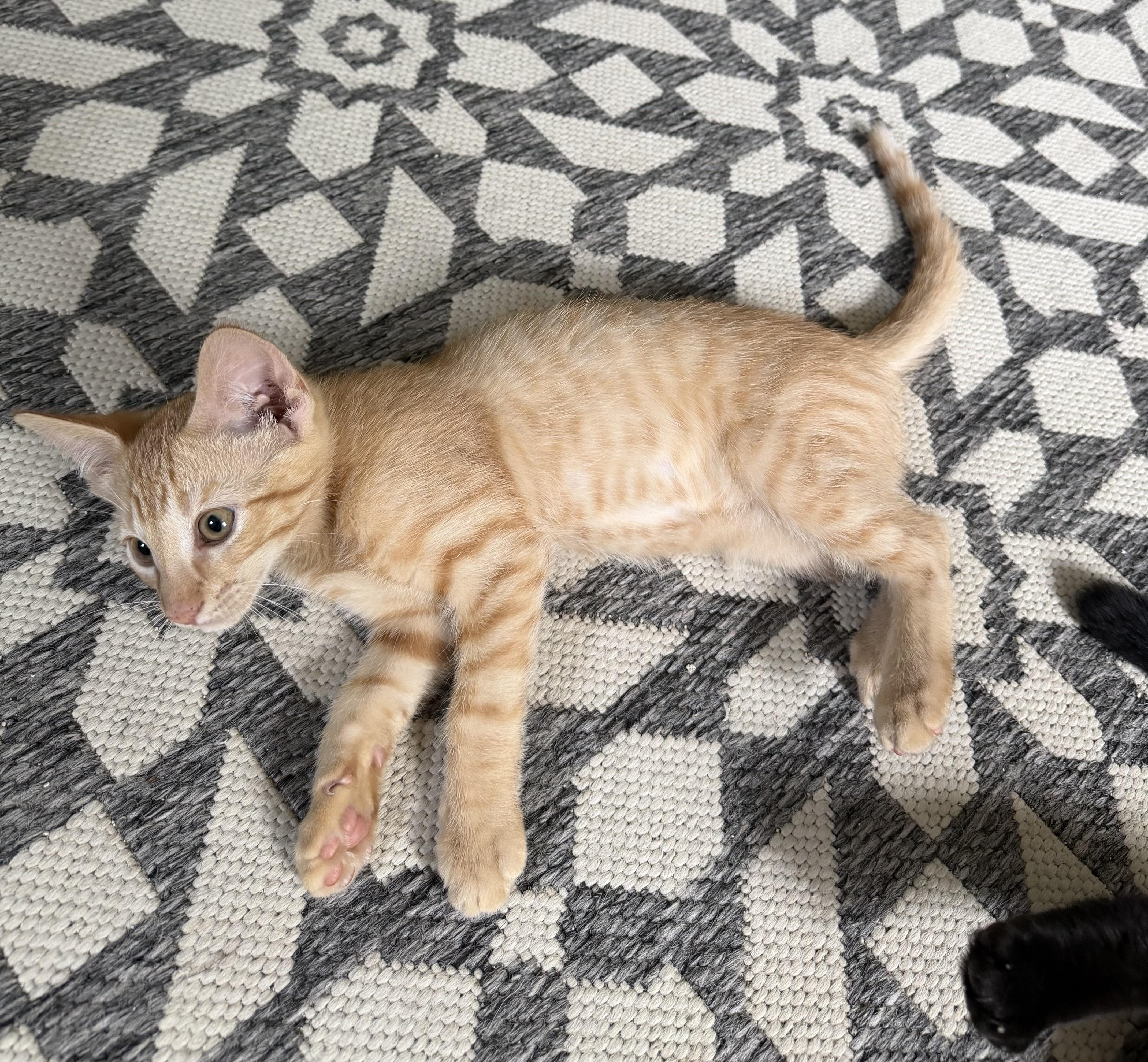 Pumpkin, a Adoptable Domestic Short Hair in Farmington, MN image 4/4