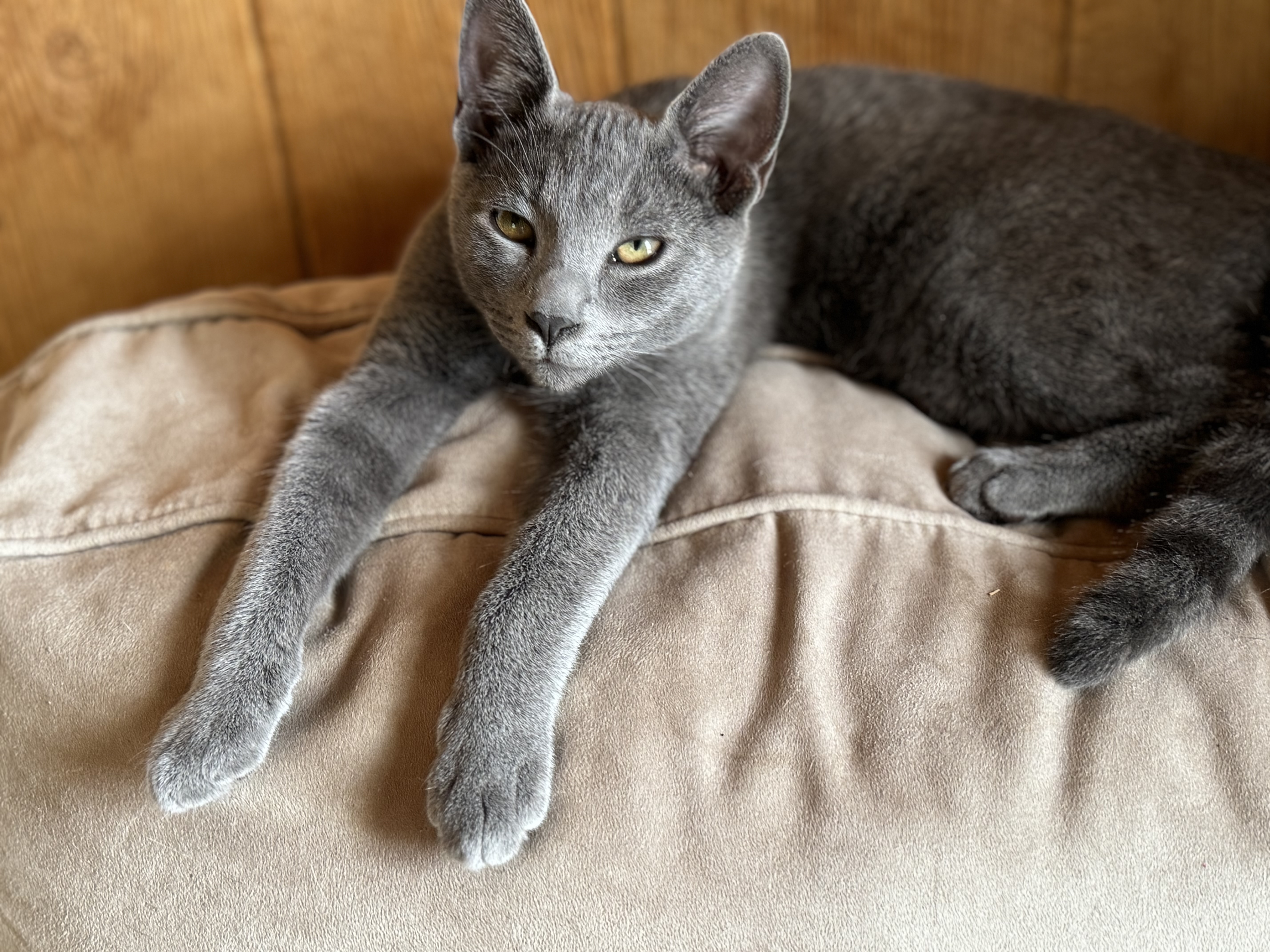 Slinky, a Adopted Domestic Short Hair in Crossville, TN image 2/5