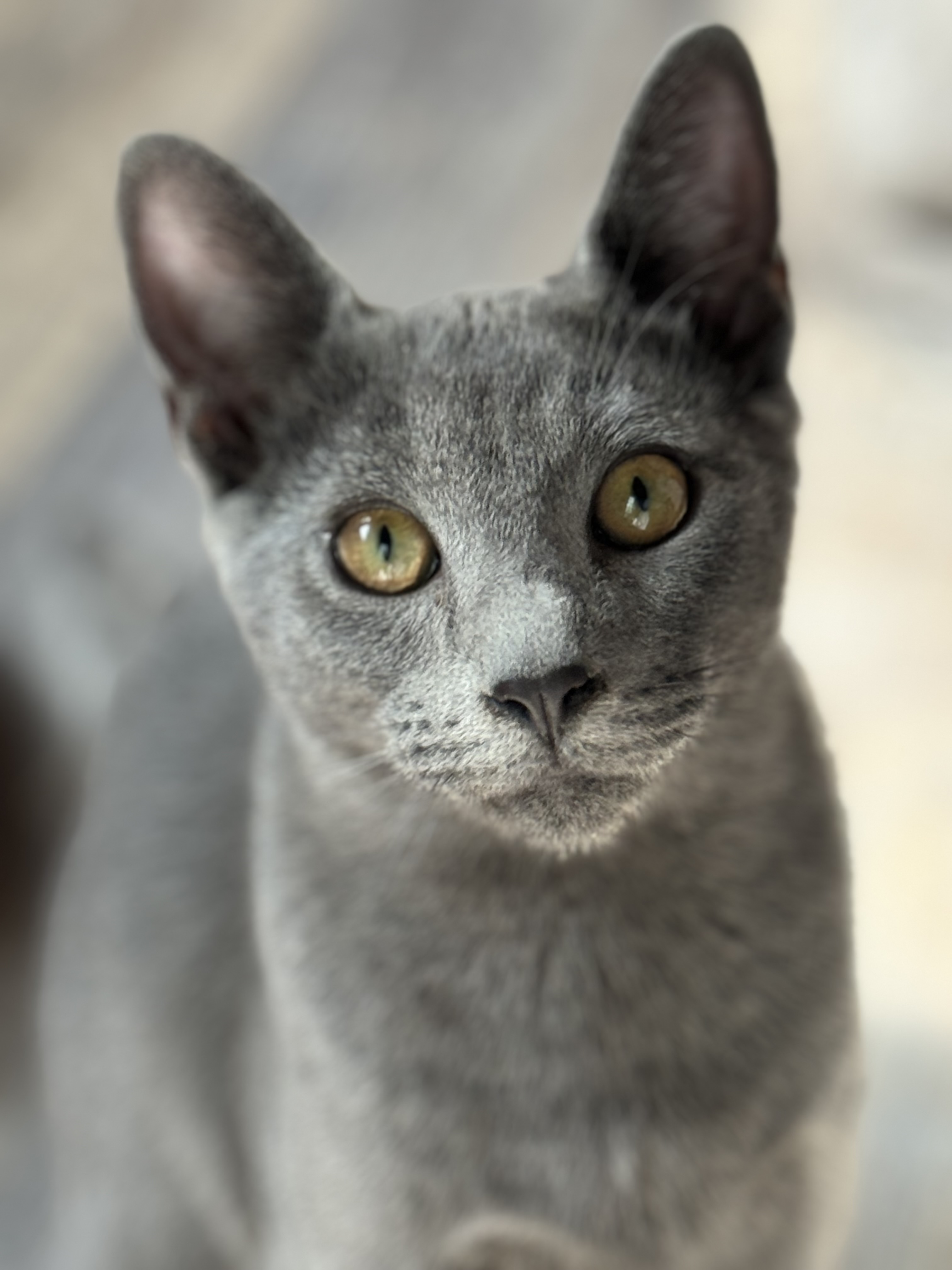 Slinky, a Adopted Domestic Short Hair in Crossville, TN image 1/5