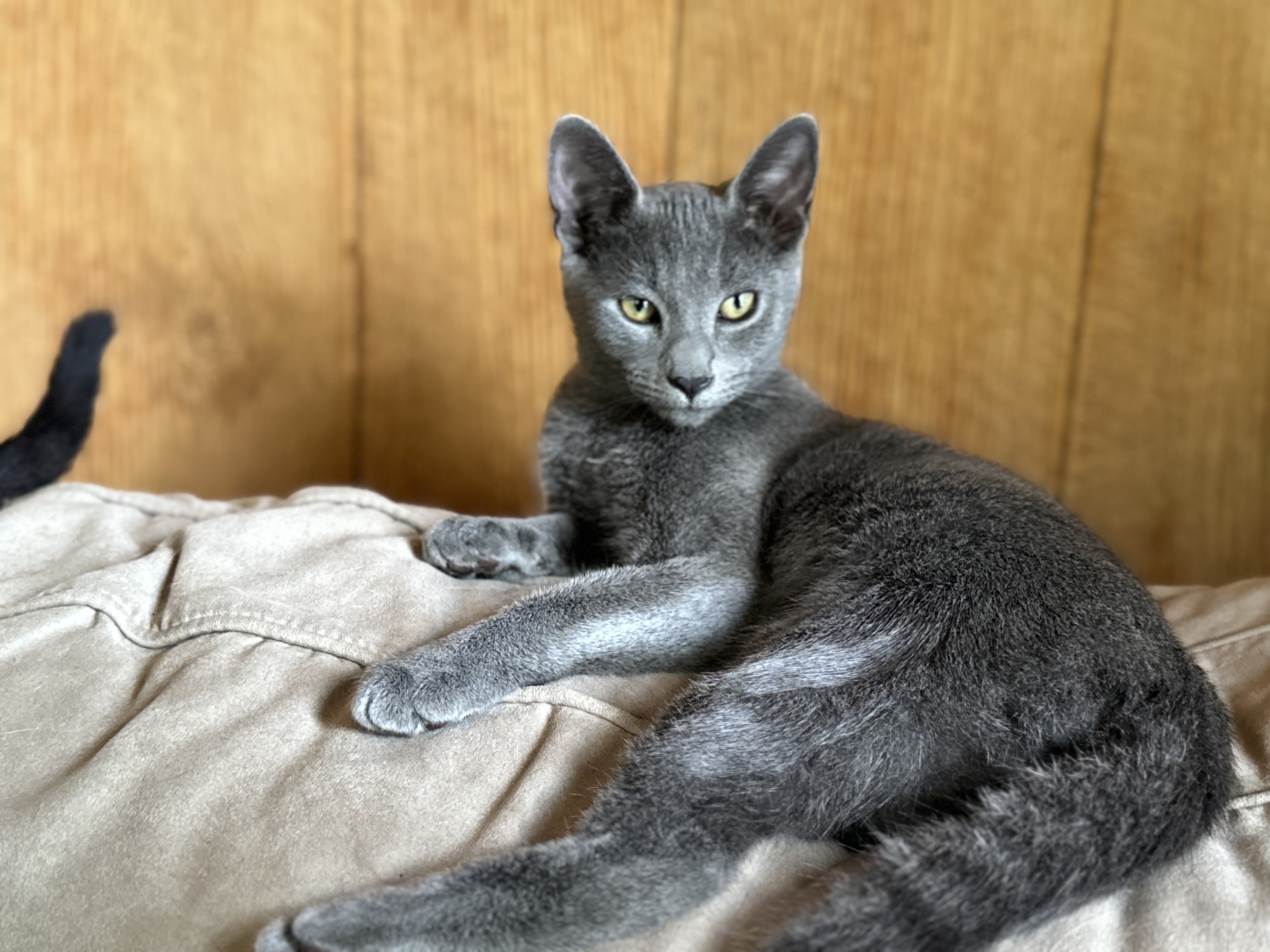 Slinky, a Adopted Domestic Short Hair in Crossville, TN image 3/5