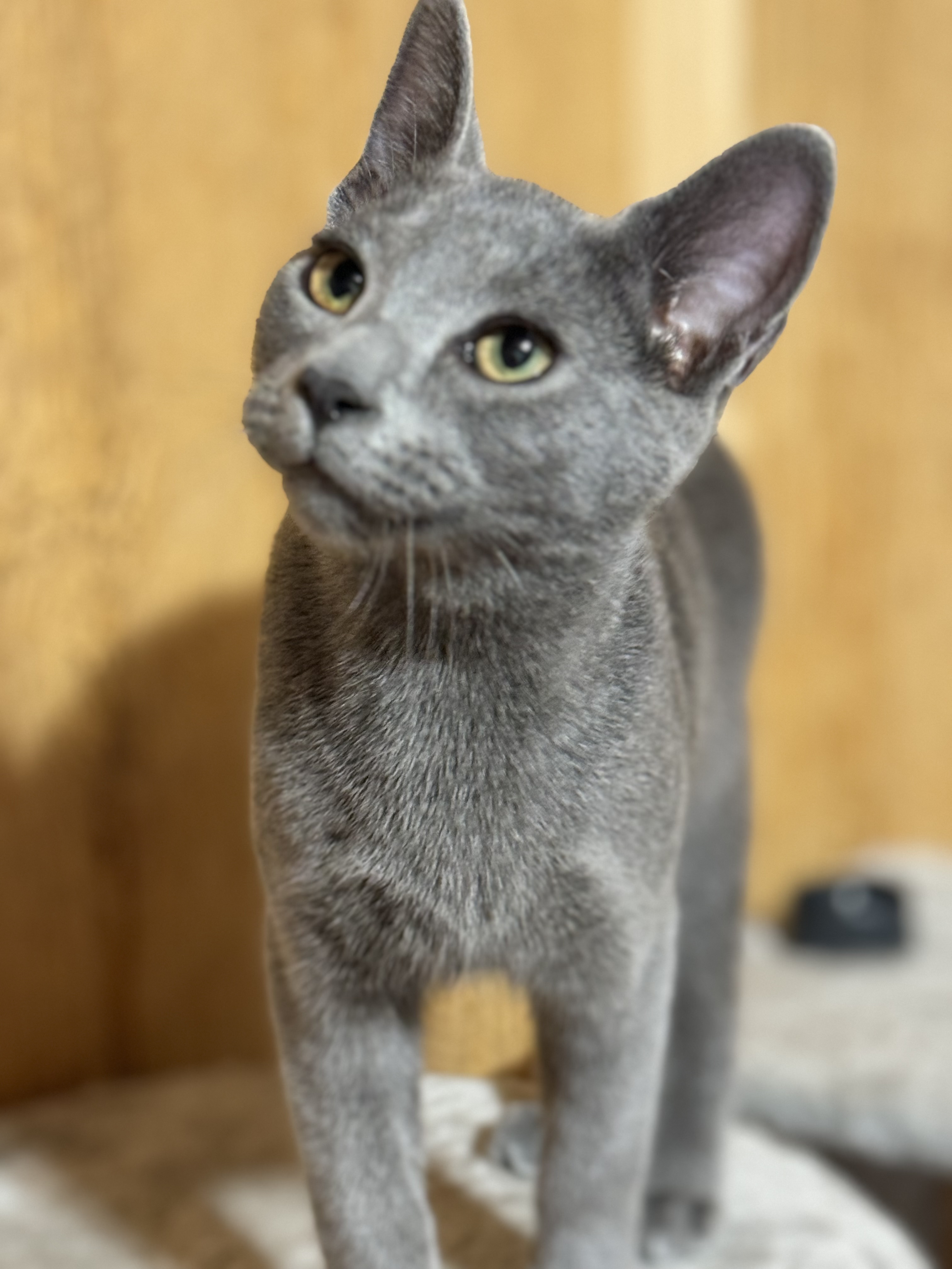 Slinky, a Adopted Domestic Short Hair in Crossville, TN image 4/5