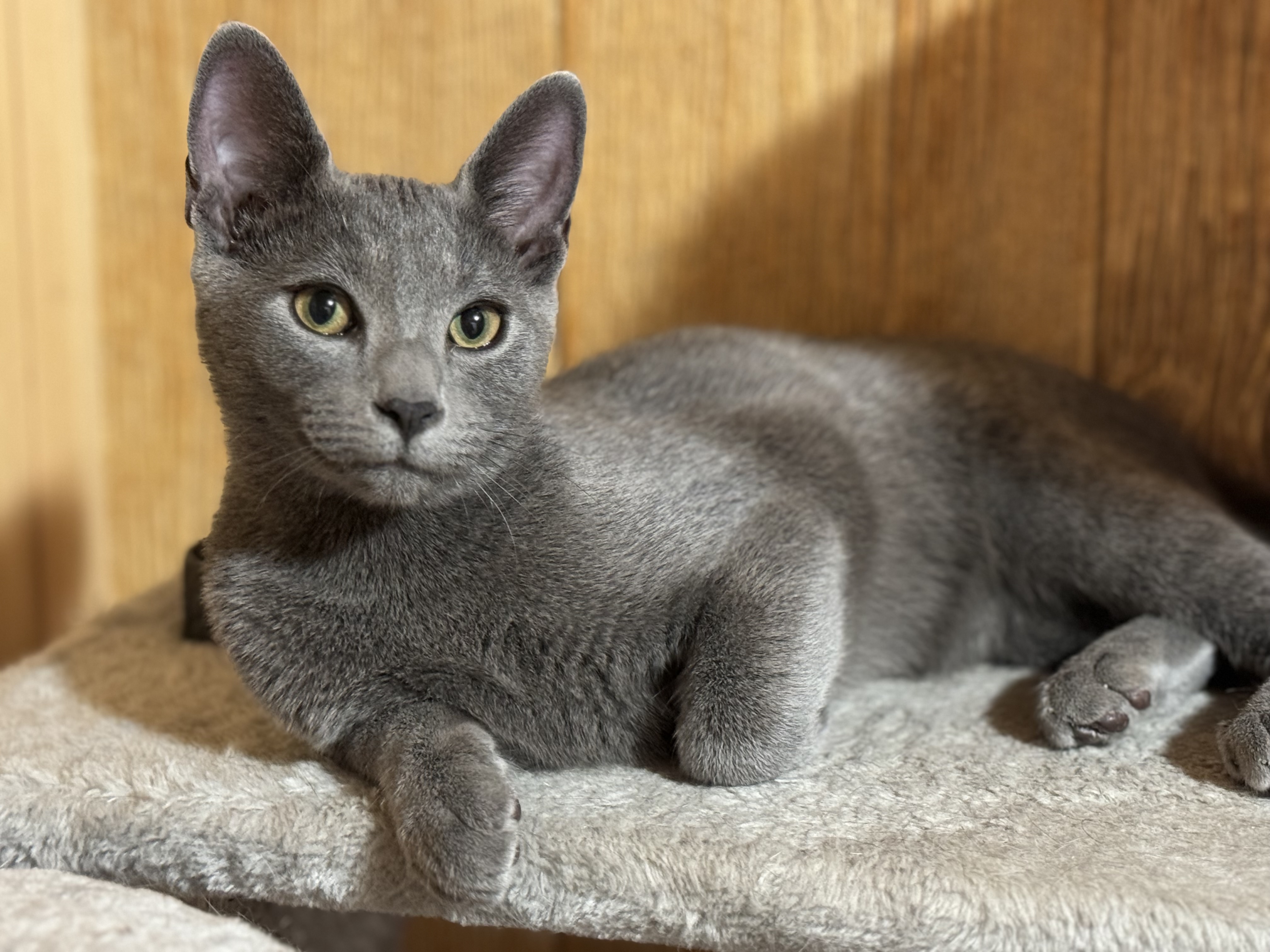 Slinky, a Adopted Domestic Short Hair in Crossville, TN image 5/5