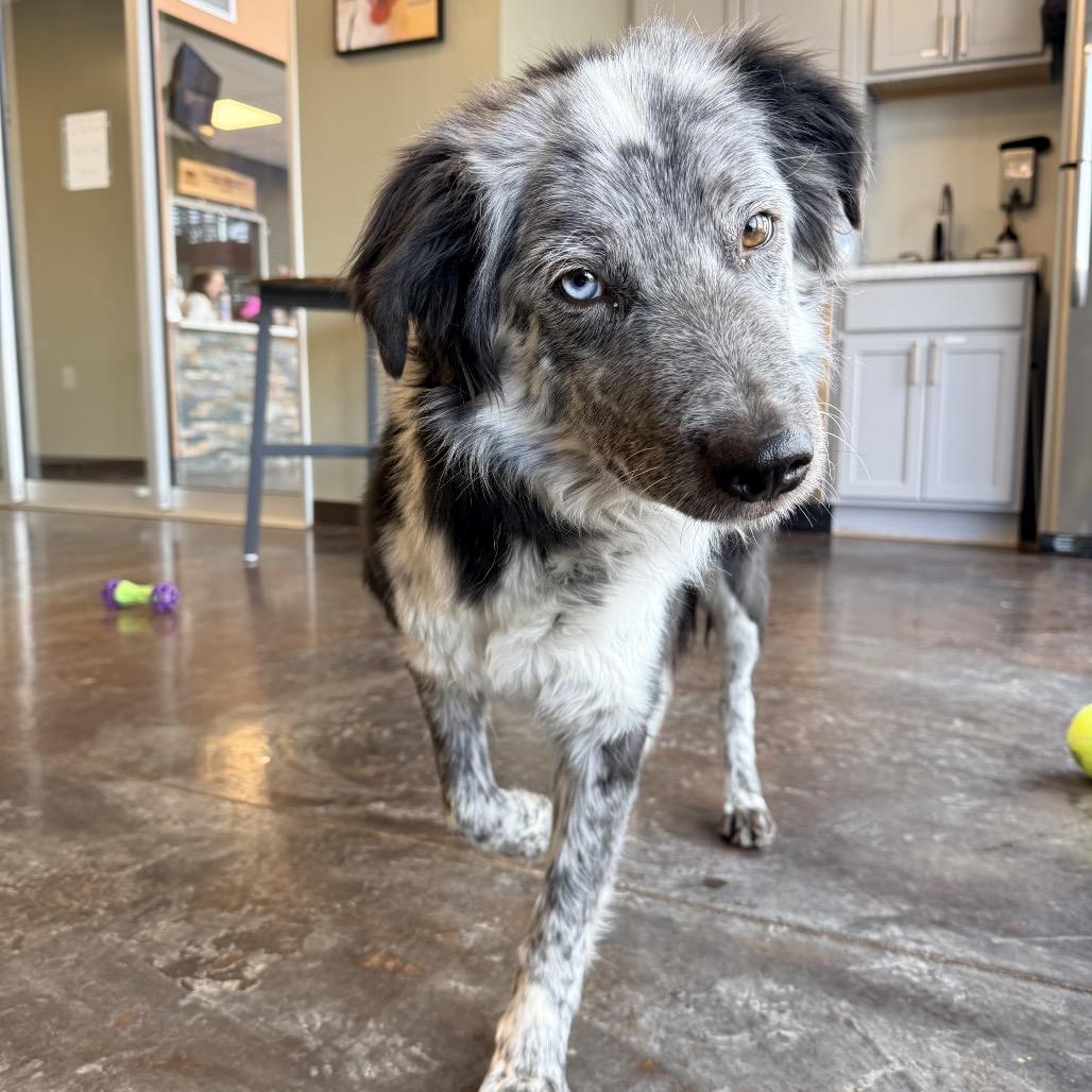 Enlarge Doris, a Adoptable mixed breed in Rifle, CO image 2/4