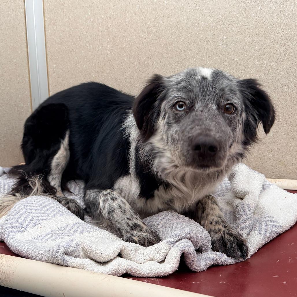 Enlarge Doris, a Adoptable mixed breed in Rifle, CO image 3/4