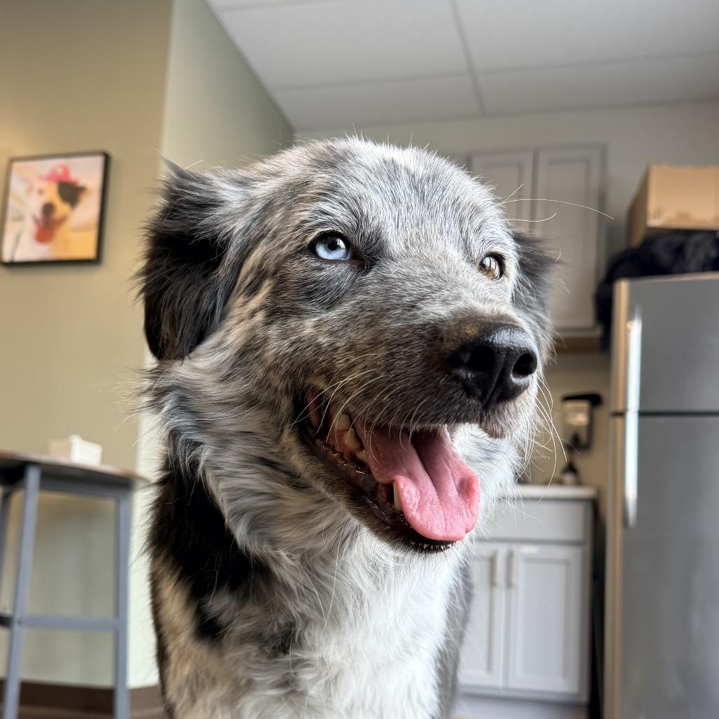 Enlarge Doris, a Adoptable mixed breed in Rifle, CO image 4/4