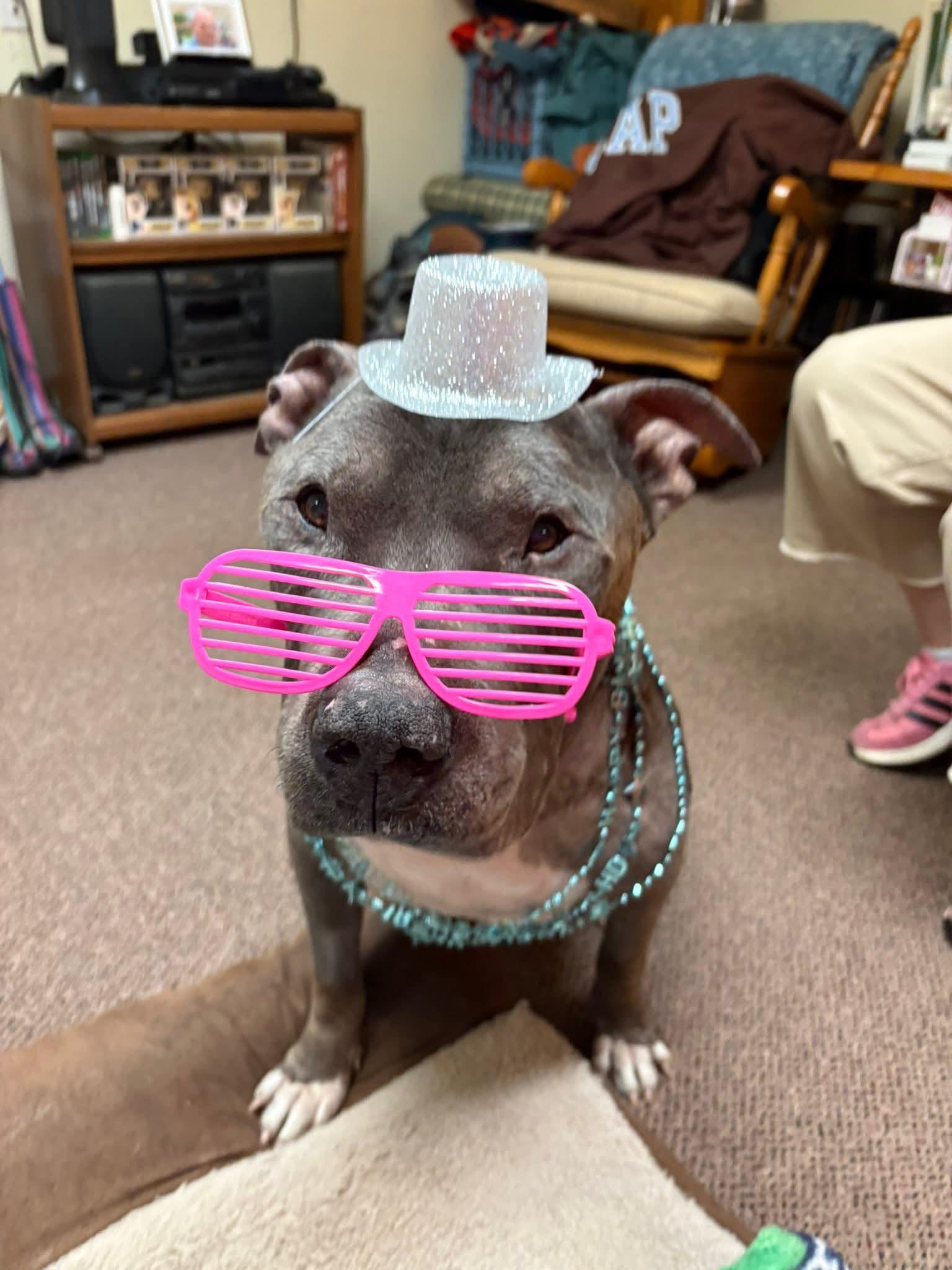 Thunder, a ADOPTABLE mixed breed in Phoenixville, PA image 2/6