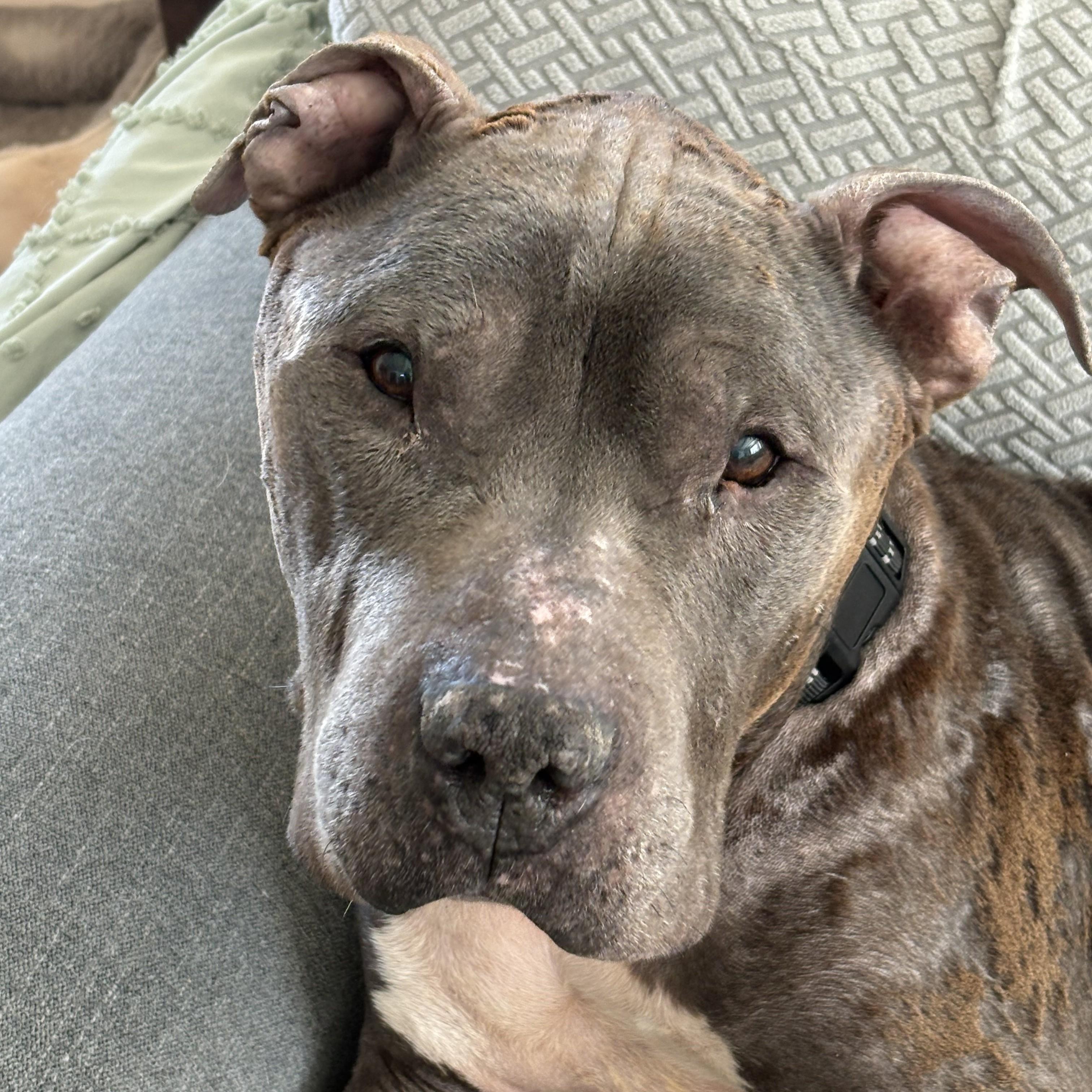 Enlarge Thunder, a ADOPTABLE mixed breed in Phoenixville, PA image 2/6