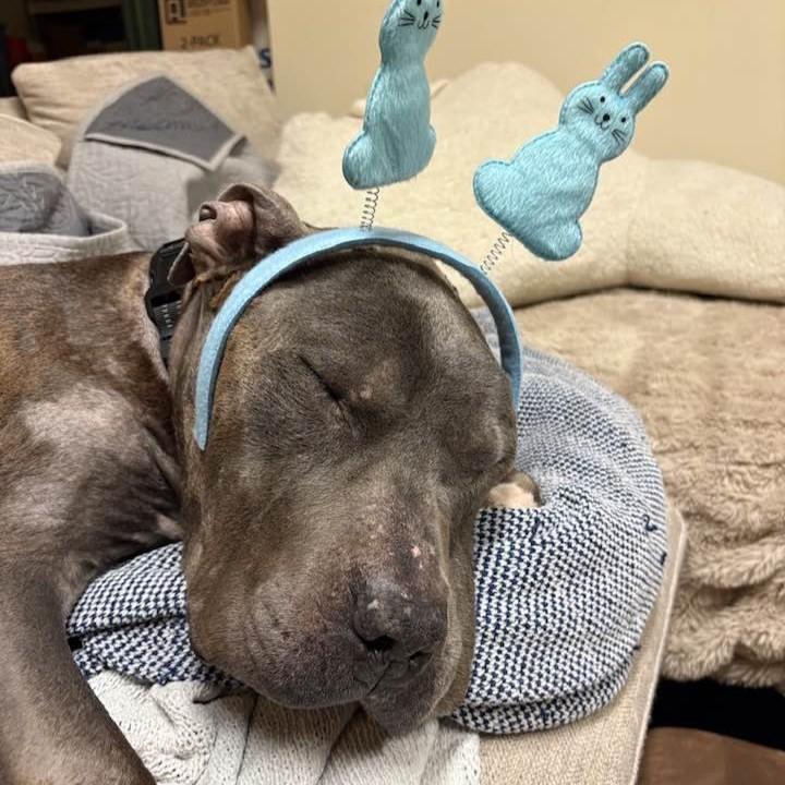 Enlarge Thunder, a ADOPTABLE mixed breed in Phoenixville, PA image 2/6