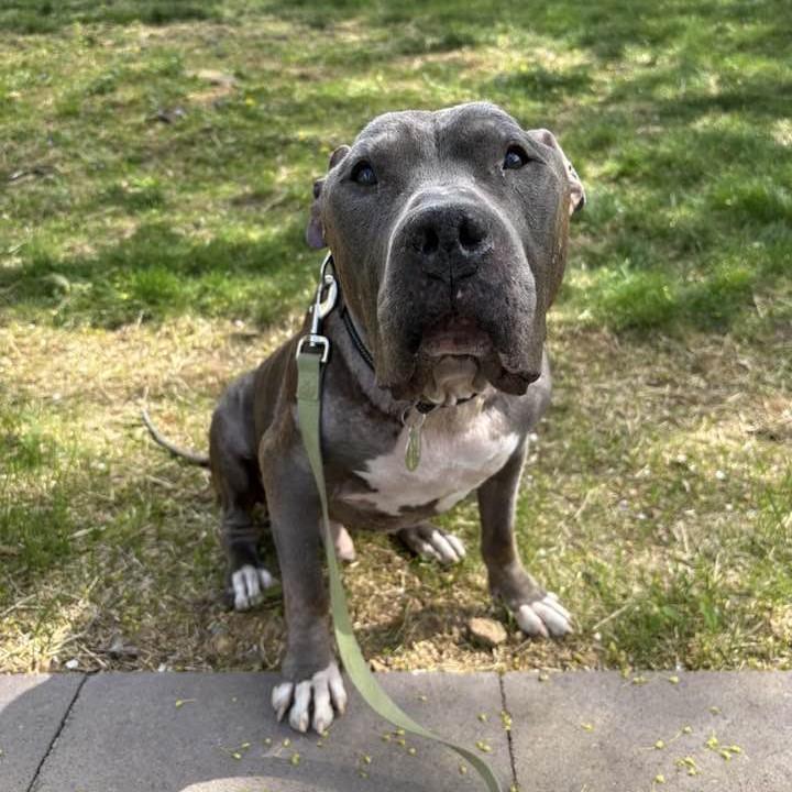 Thunder, ADOPTABLE, Senior Male Pit Bull Terrier.