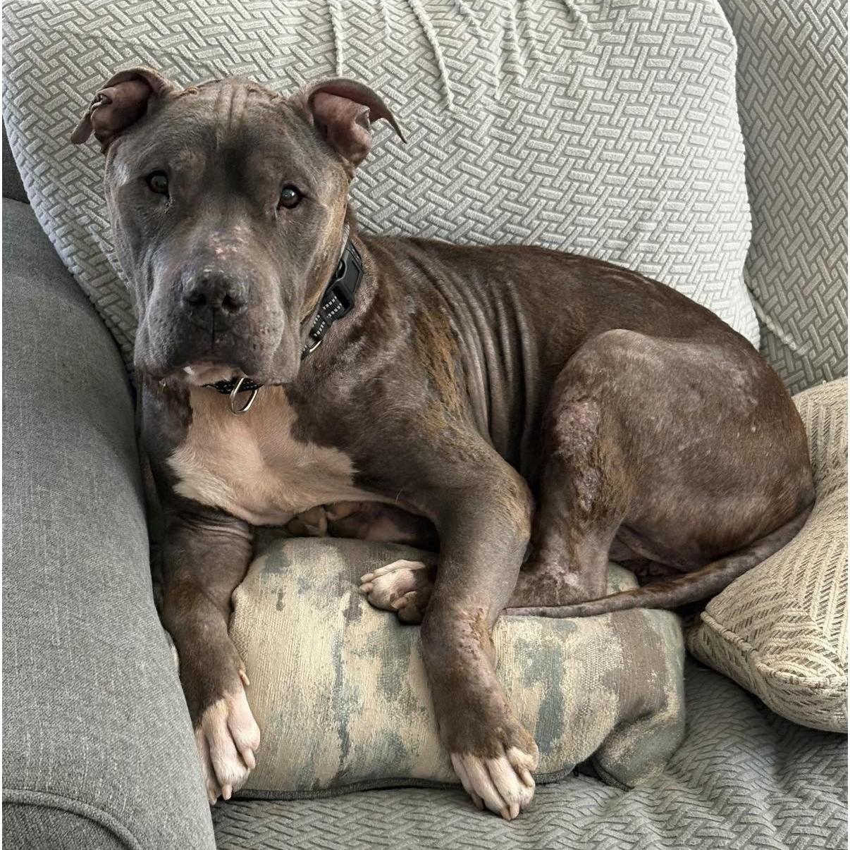 Enlarge Thunder, a ADOPTABLE mixed breed in Phoenixville, PA image 1/6