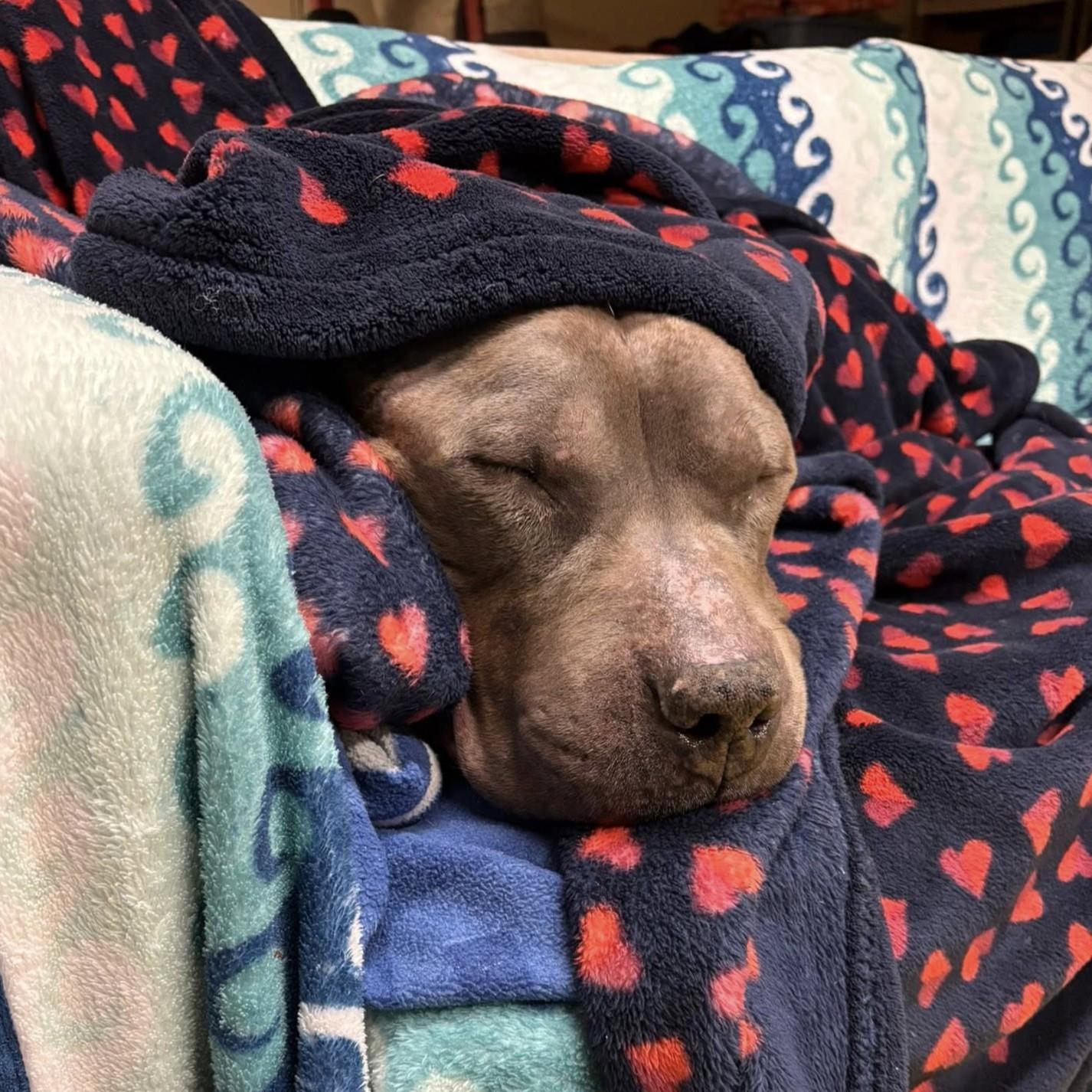 Enlarge Thunder, a ADOPTABLE mixed breed in Phoenixville, PA image 3/6
