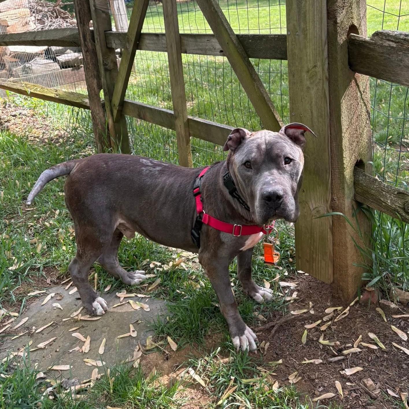 Thunder, ADOPTABLE, Senior Male Pit Bull Terrier.