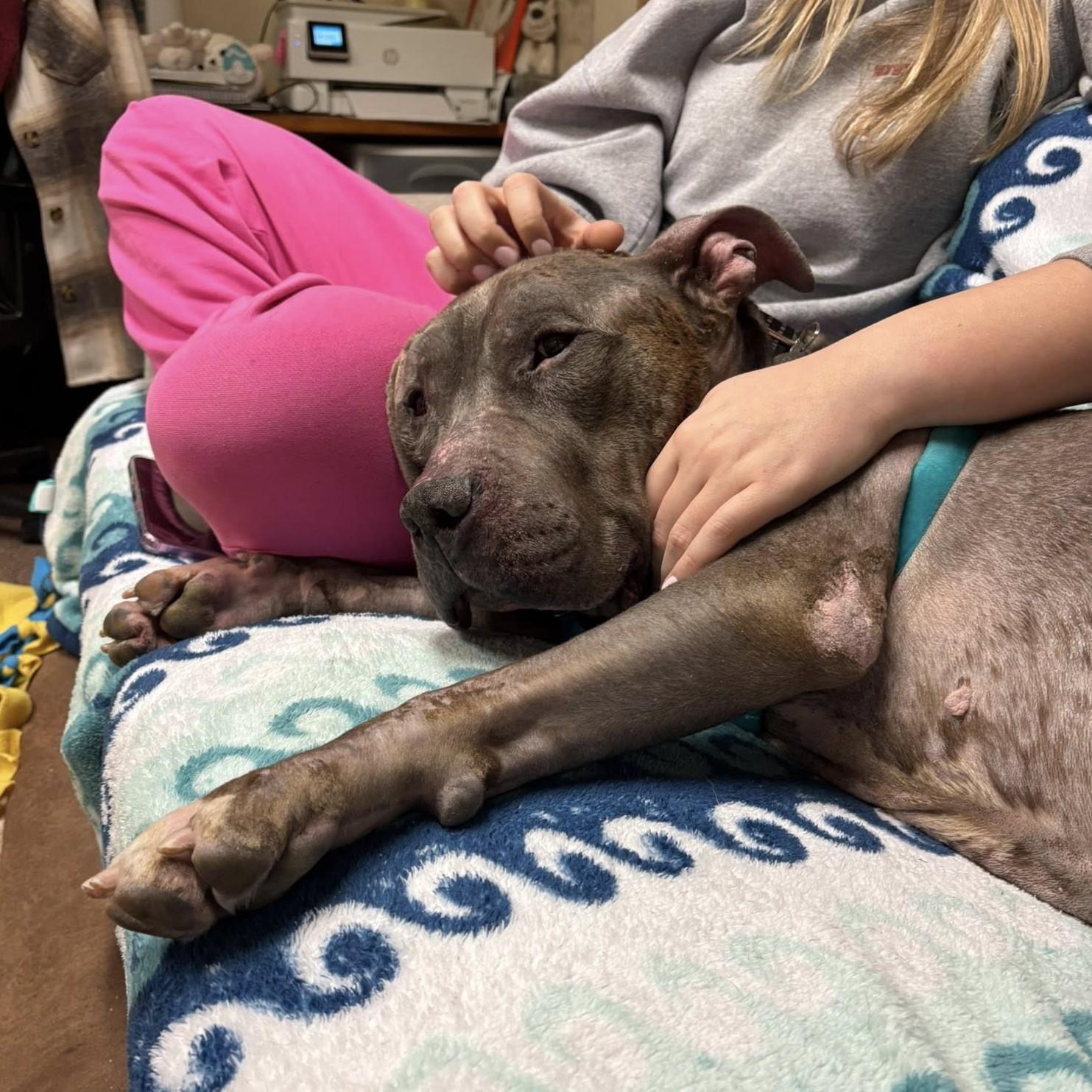 Enlarge Thunder, a ADOPTABLE mixed breed in Phoenixville, PA image 6/6