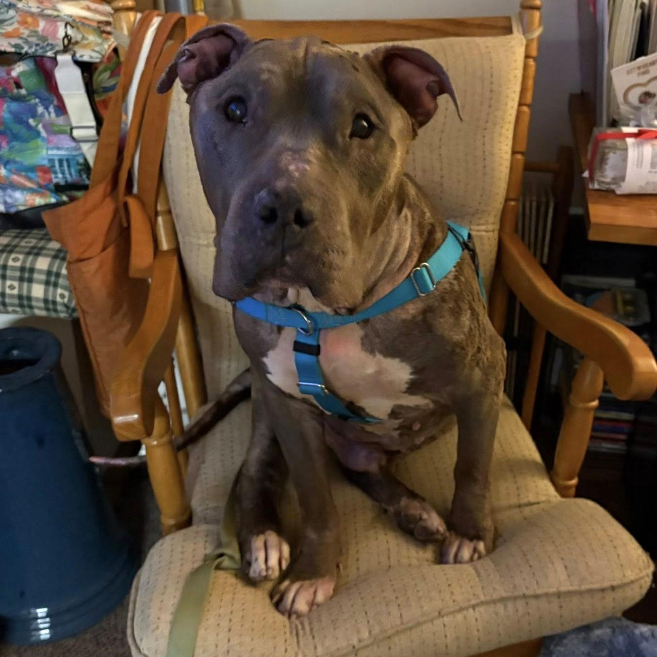 Enlarge Thunder, a ADOPTABLE mixed breed in Phoenixville, PA image 5/6