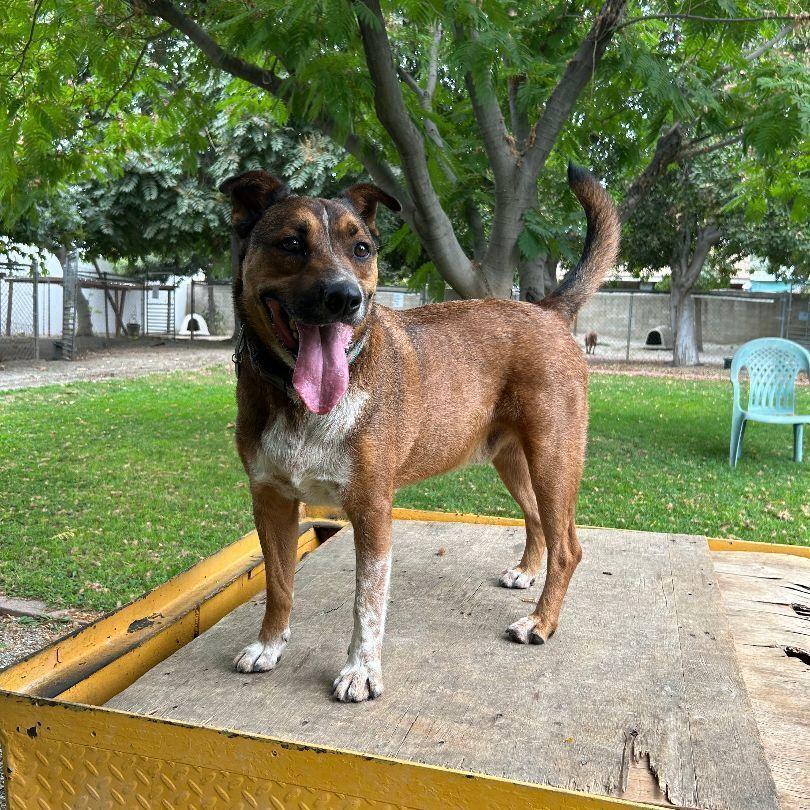 Pauly "Pops", Adoptable, Adult Male Australian Cattle Dog / Blue Heeler.