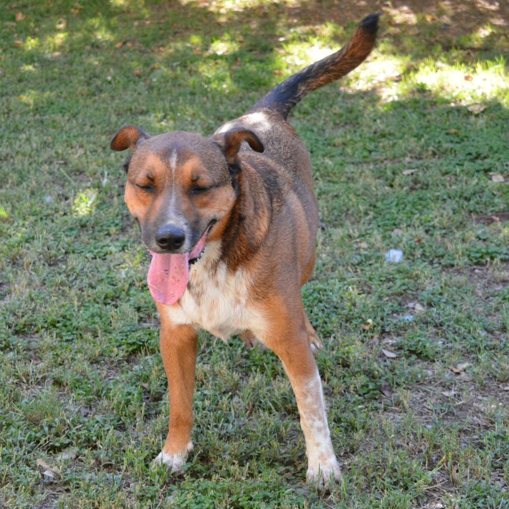 Enlarge Pauly "Pops", a Adoptable mixed breed in Ontario, CA image 2/4