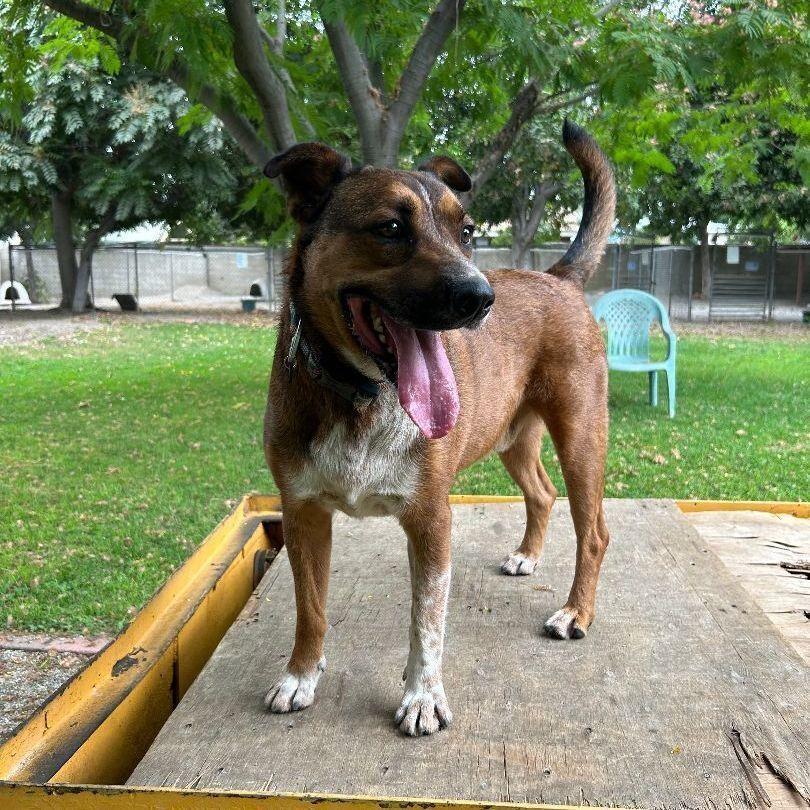 Enlarge Pauly "Pops", a Adoptable mixed breed in Ontario, CA image 3/4