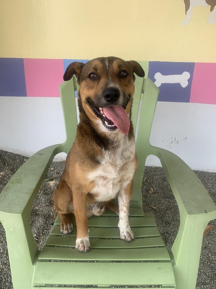 Enlarge Pauly "Pops", a Adoptable mixed breed in Ontario, CA image 4/4