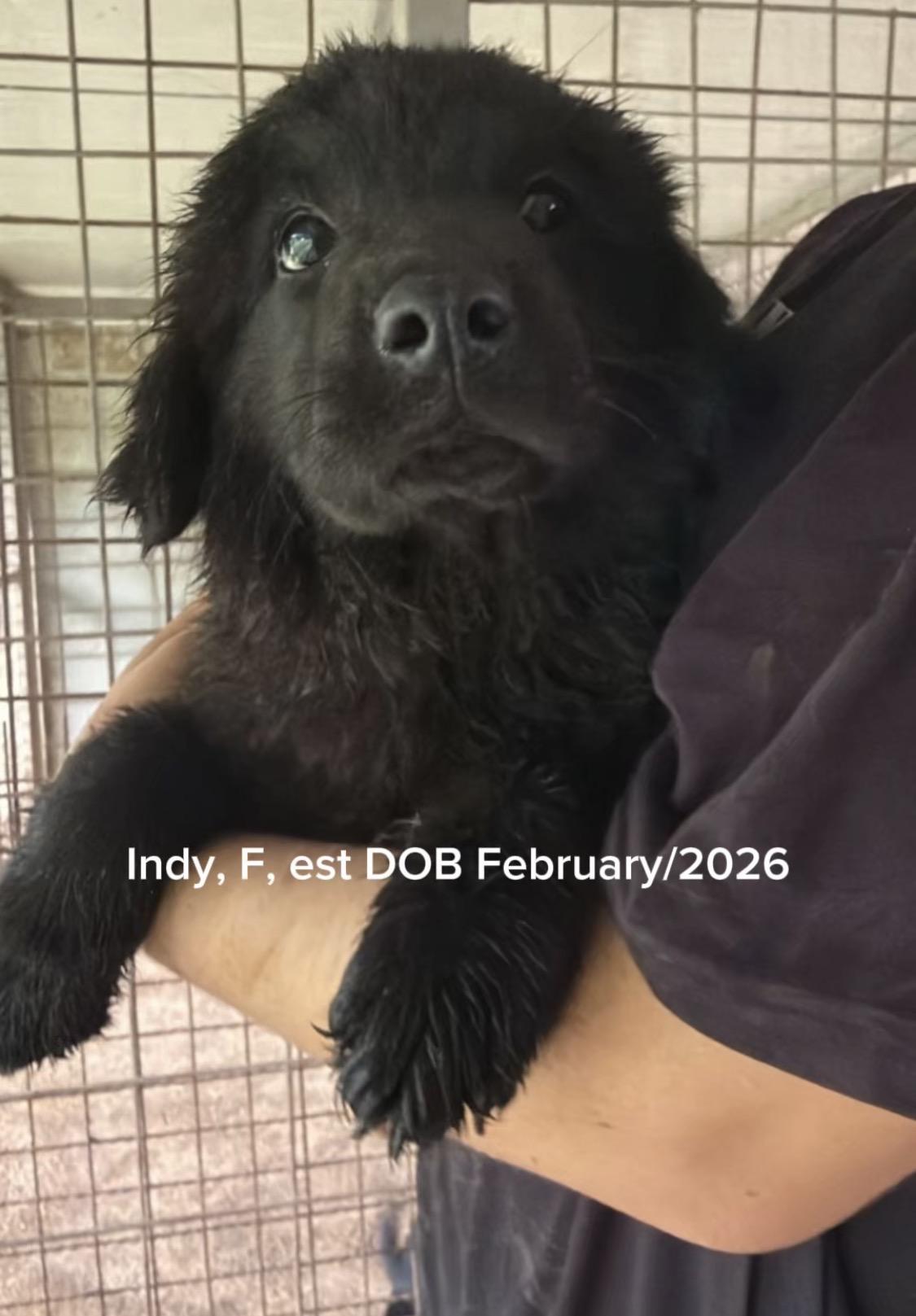 Indy, adoptable, Puppy Female Newfoundland Dog & Chow Chow.