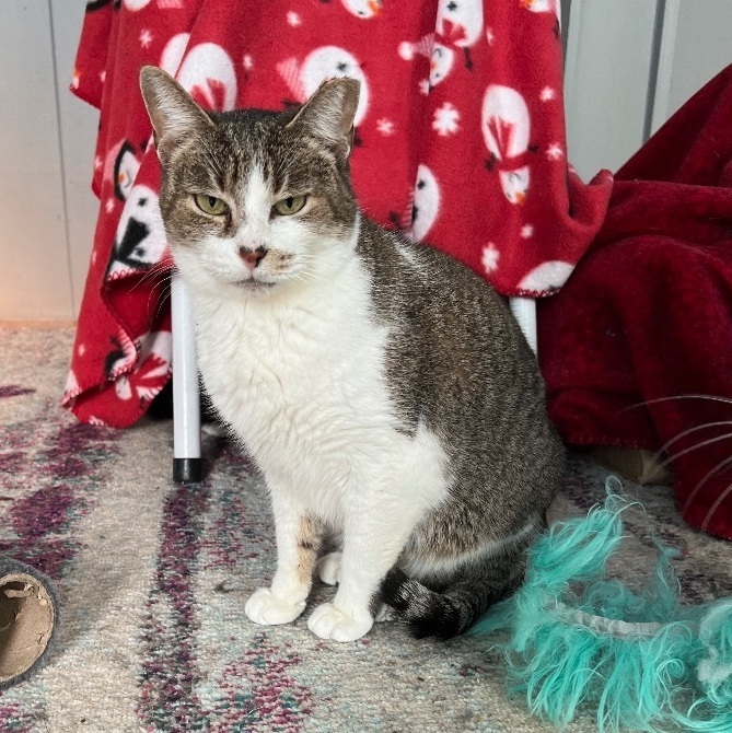 Cindy, Adult Female Tabby