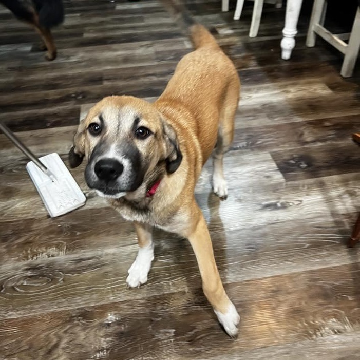 Enlarge Charlie Rae, a ADOPTABLE mixed breed in Racine, WI image 3/3