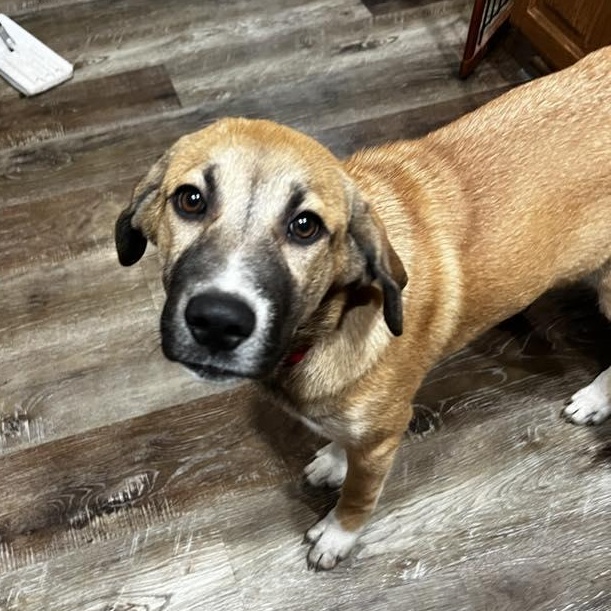 Enlarge Charlie Rae, a ADOPTABLE mixed breed in Racine, WI image 2/3