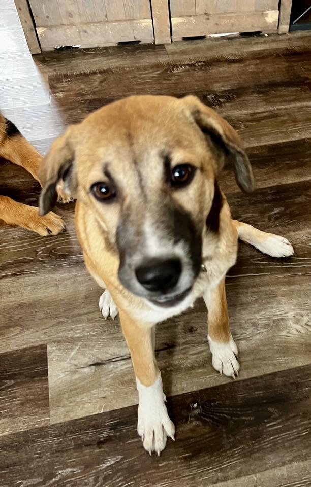 Enlarge Charlie Rae, a ADOPTABLE mixed breed in Racine, WI image 1/3