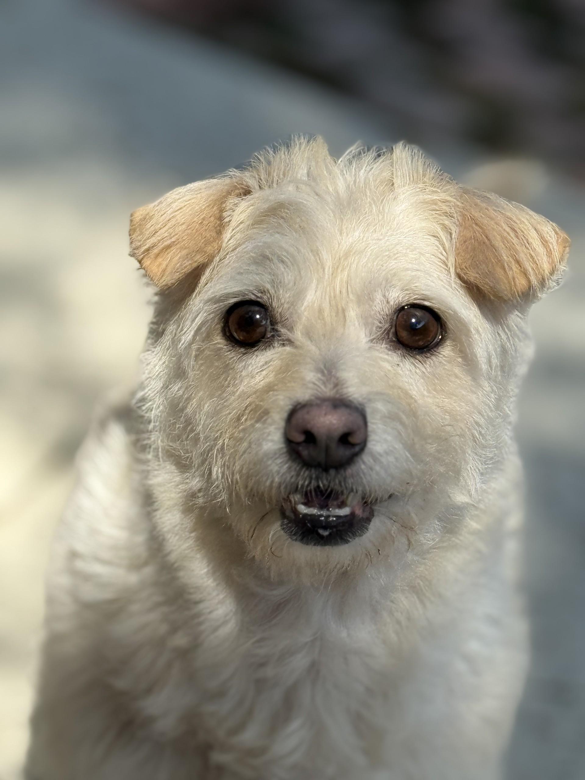Enlarge Minnie, a Adoptable mixed breed in Laguna Beach, CA image 1/3
