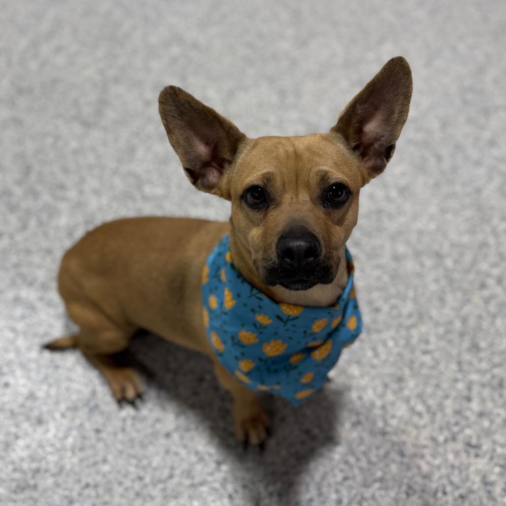 Enlarge Skunky, a Adoptable mixed breed in Newberg, OR image 1/6